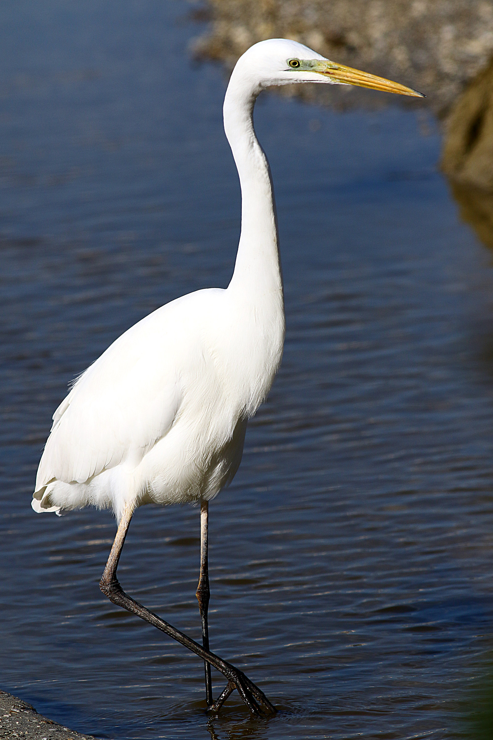 Ritratto di Airone Bianco.