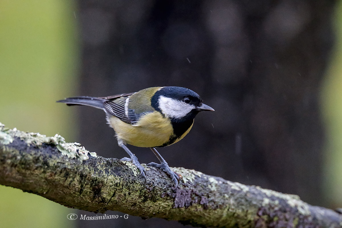 Great Tit
