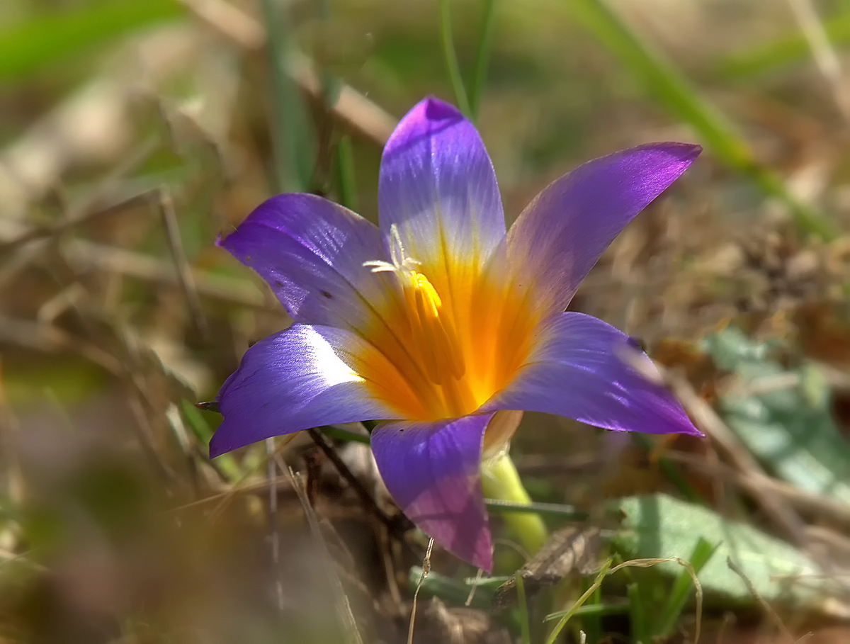 Romulea bulbocodium (L) Sebast.