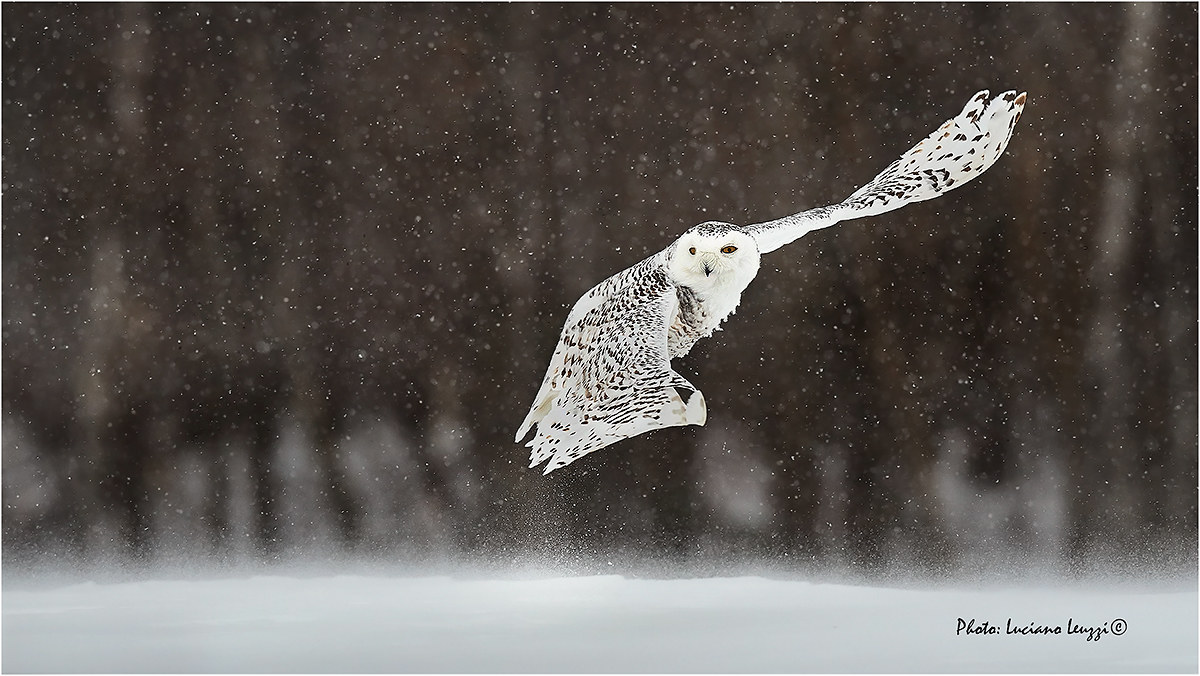 Finally !! ... white owl