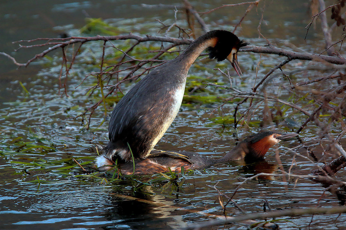 and 'it popped love .......