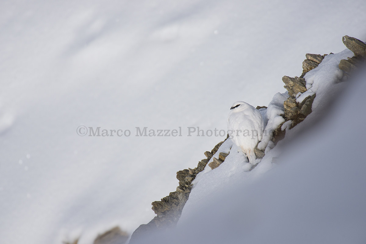 Almost perfect mimicry