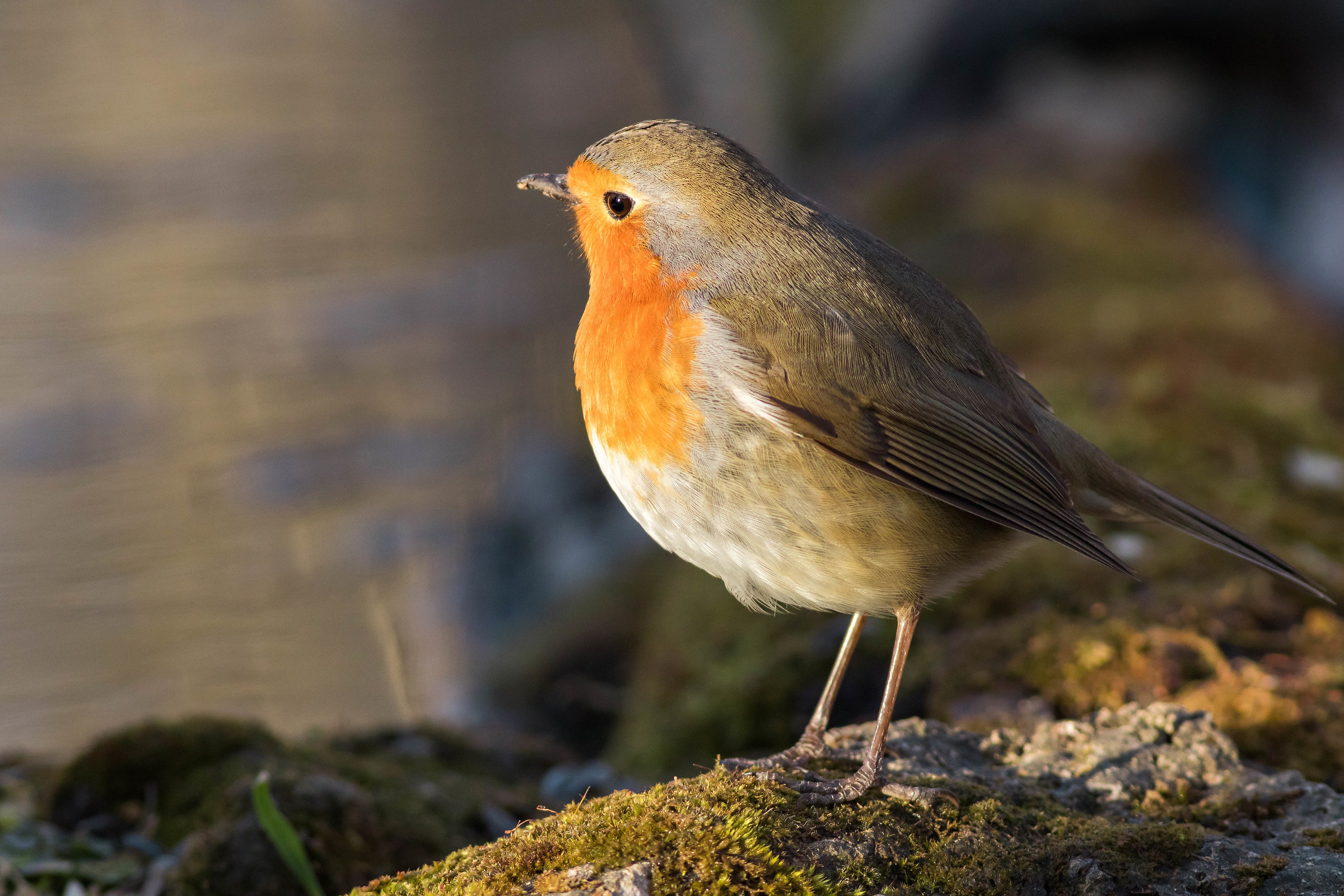 First the Morning Ray