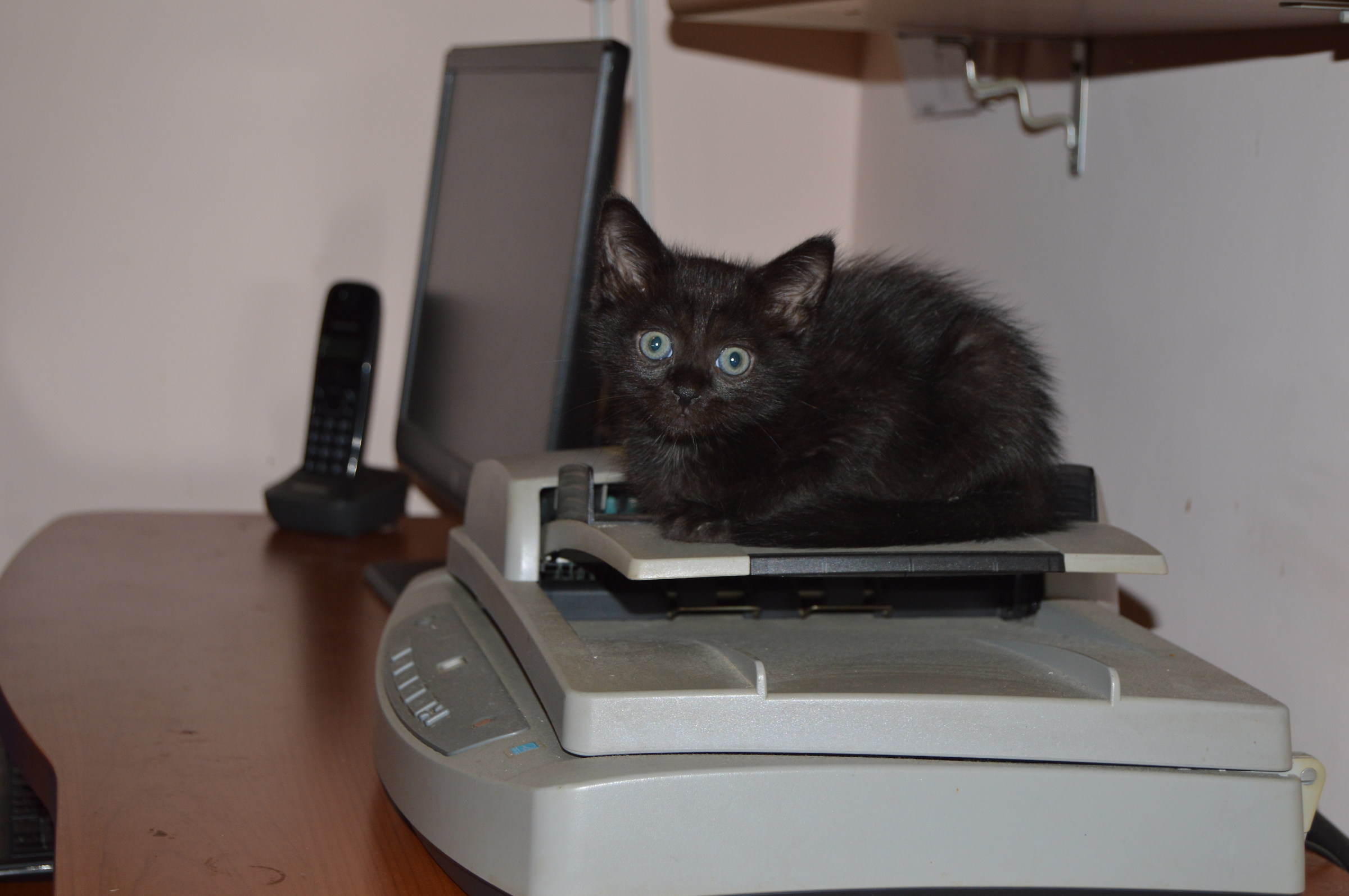 Animals and Technology