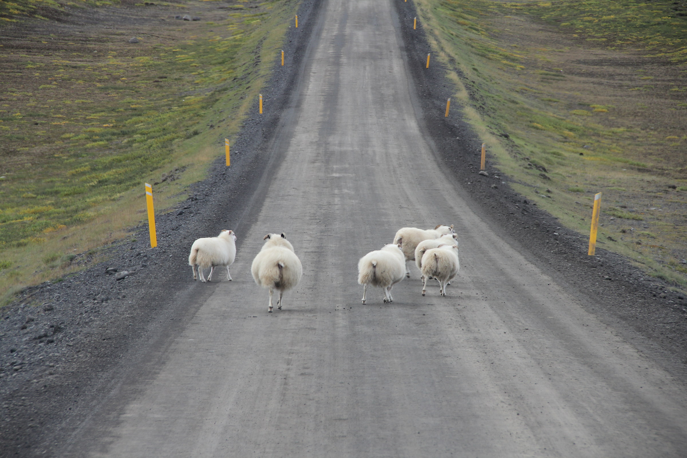 Icelandic rush hour traffic ...