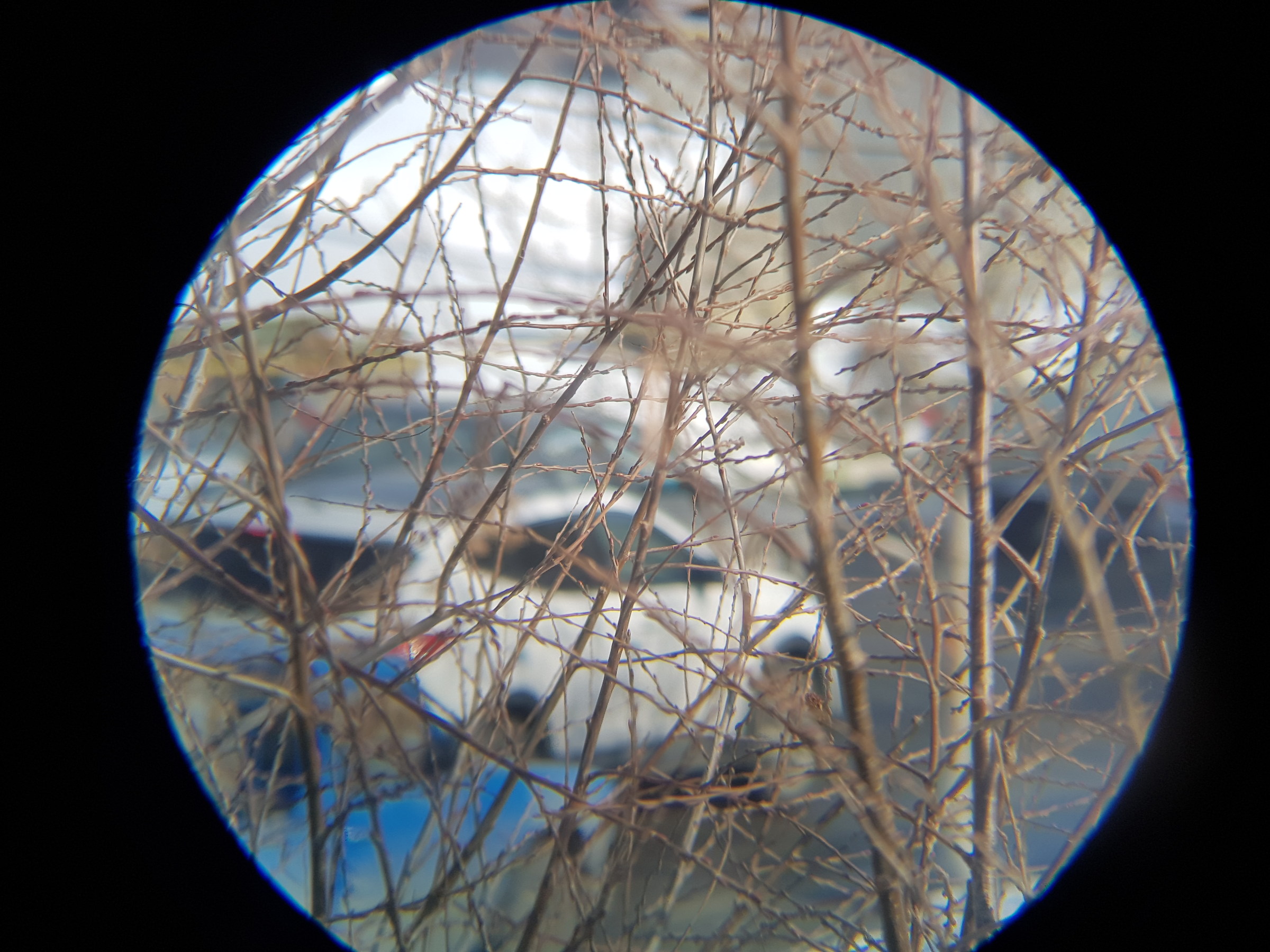 Galaxy S7 + kenlock 8x40 binocular 1