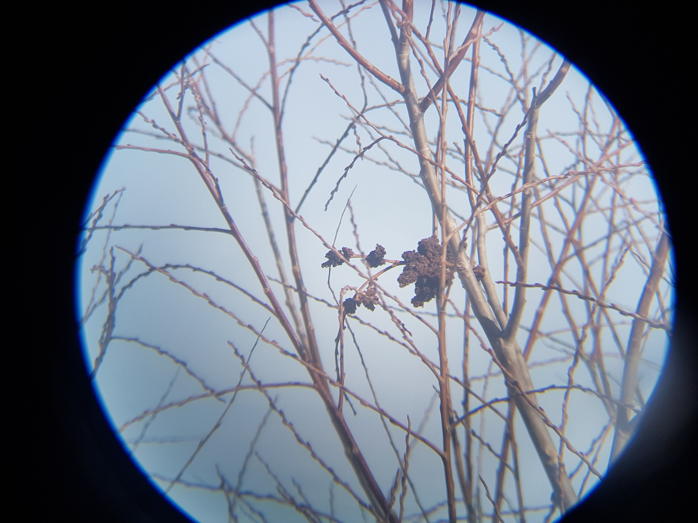 Galaxy S7 + kenlock 8x40 binocular 2