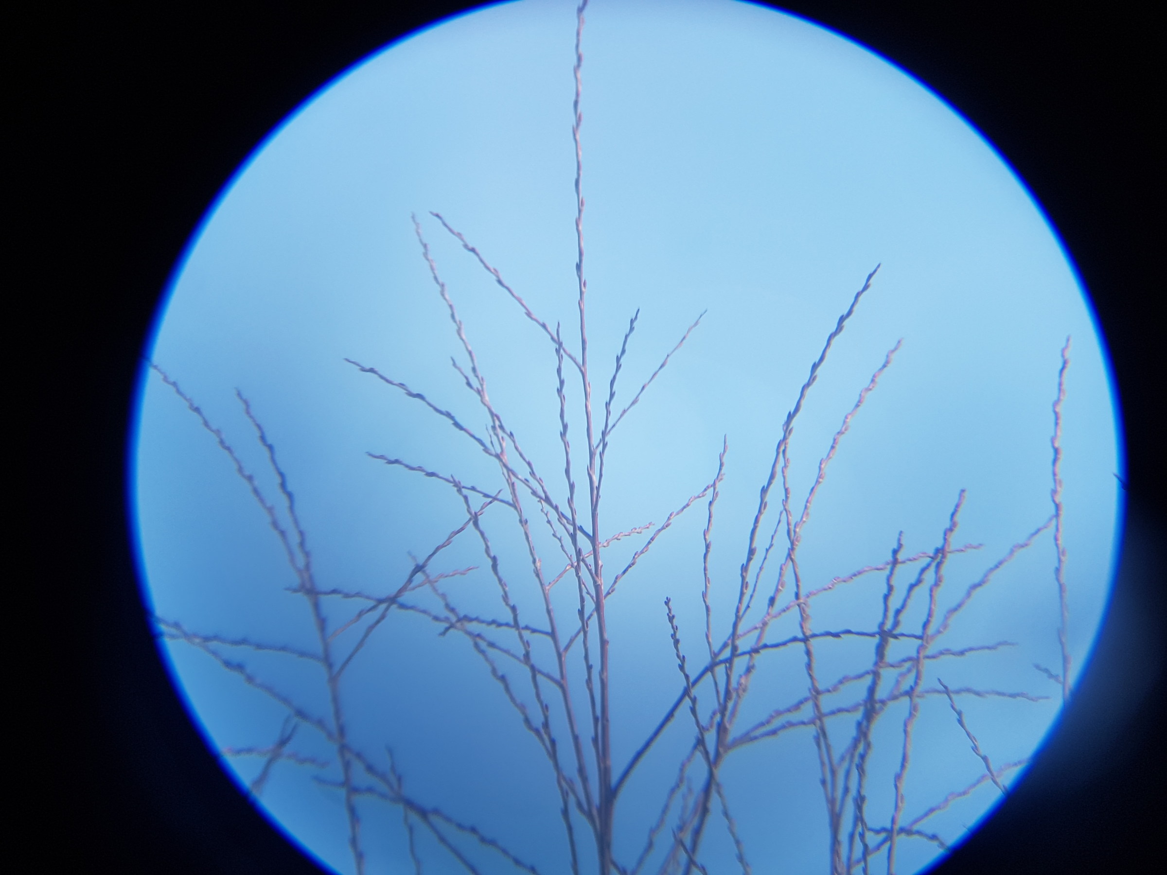Galaxy S7 + kenlock 8x40 binocular 3