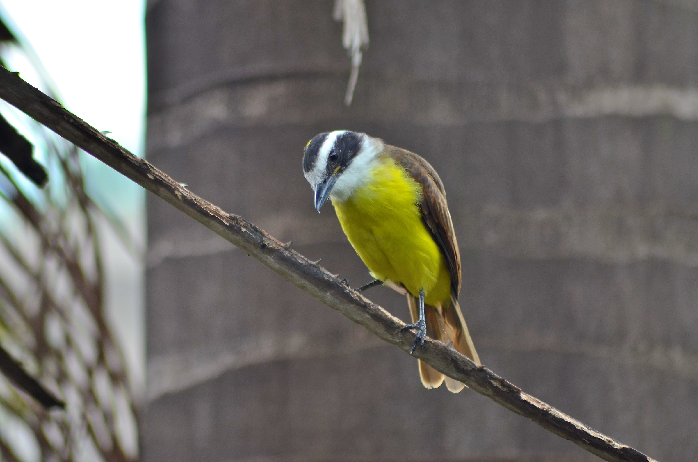 Brazilian bem-te-vi (Pitangus sulphuratus)