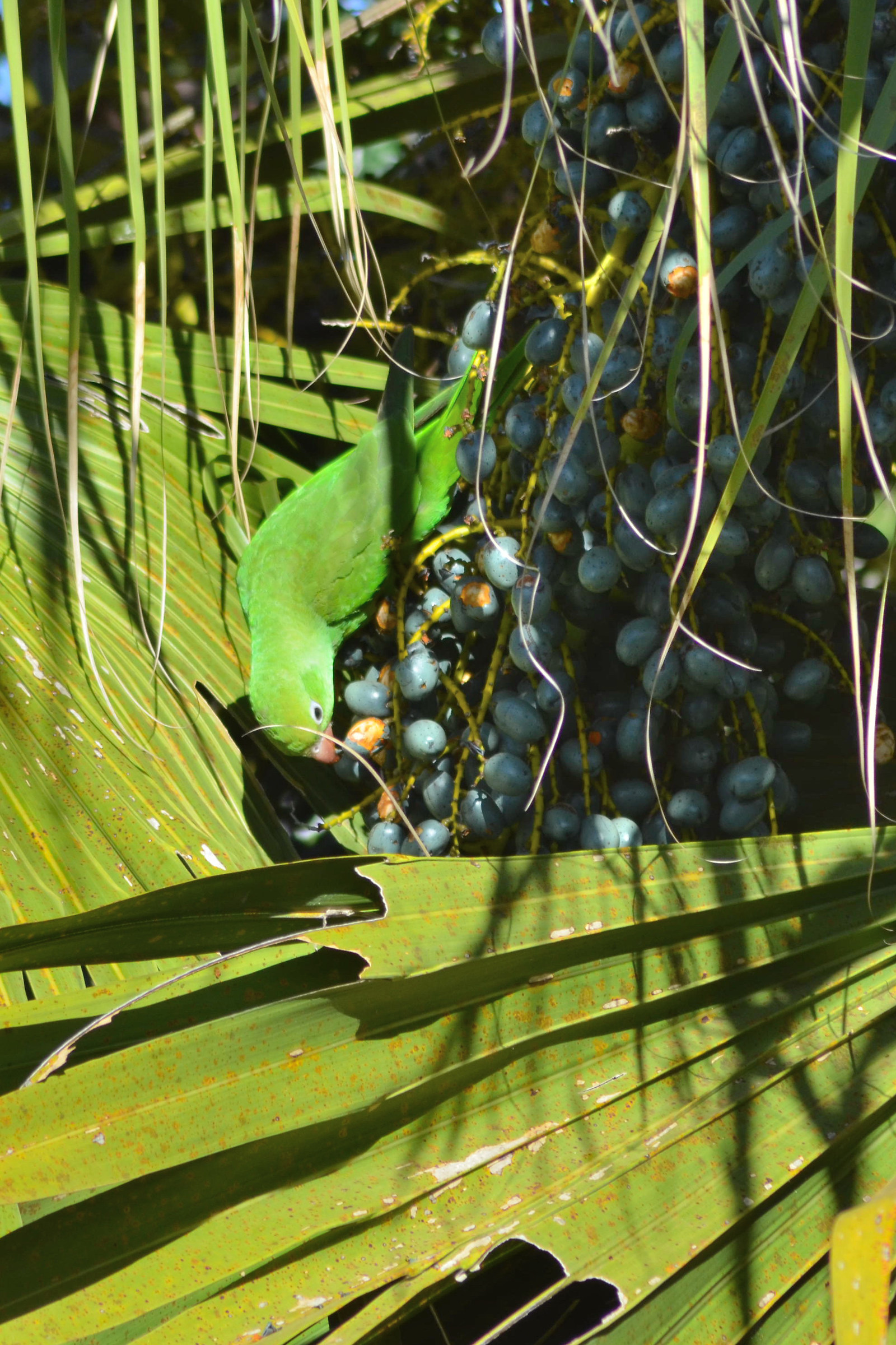 Brotogeris parrocchetto mangiare frutta di Latania