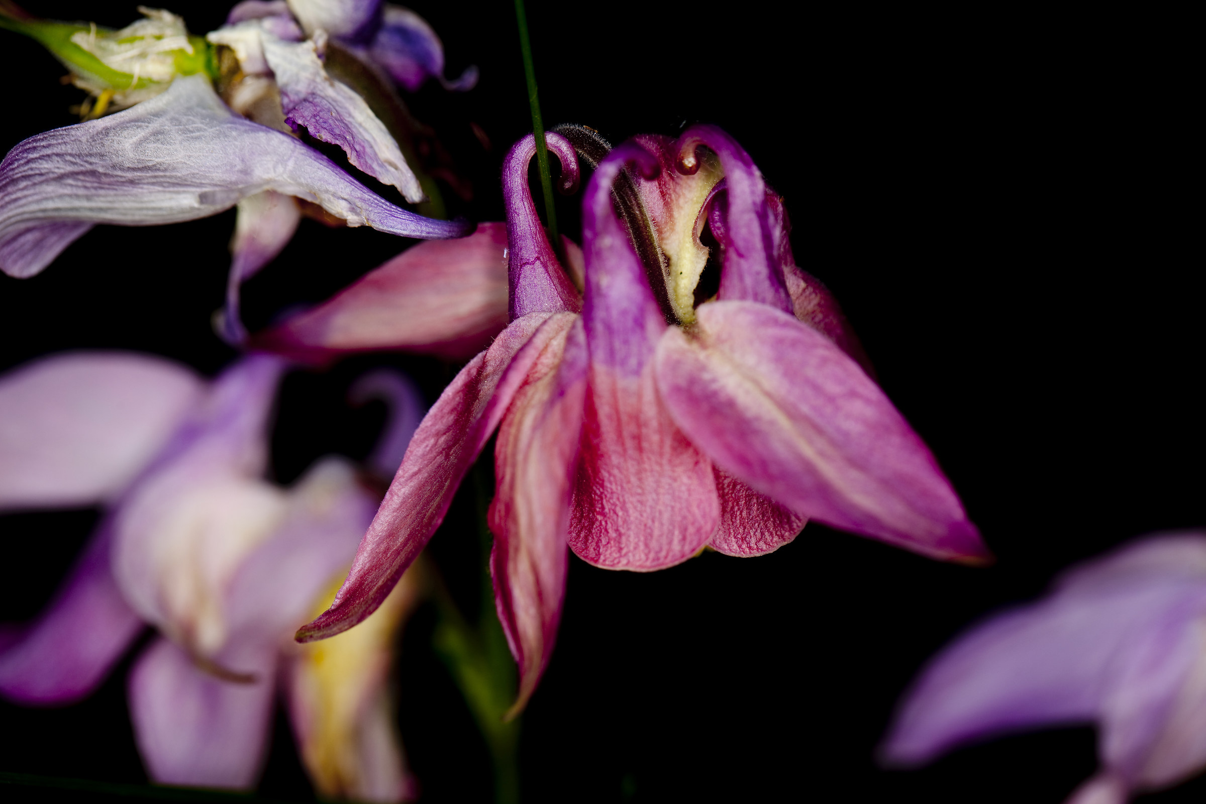 Aquilegia di montagna