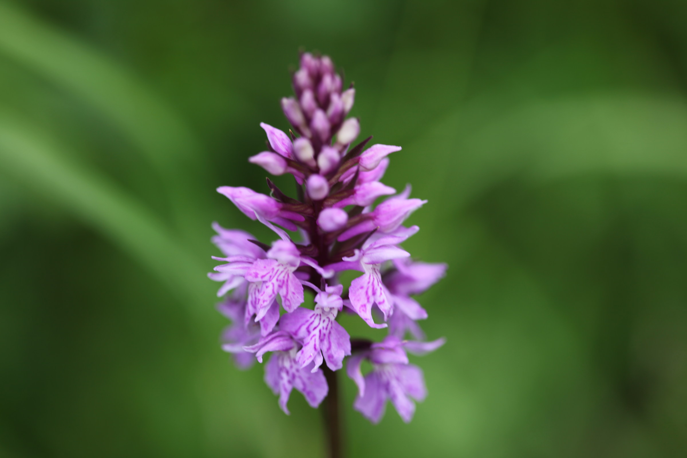 Orchidea spontanea di montagna