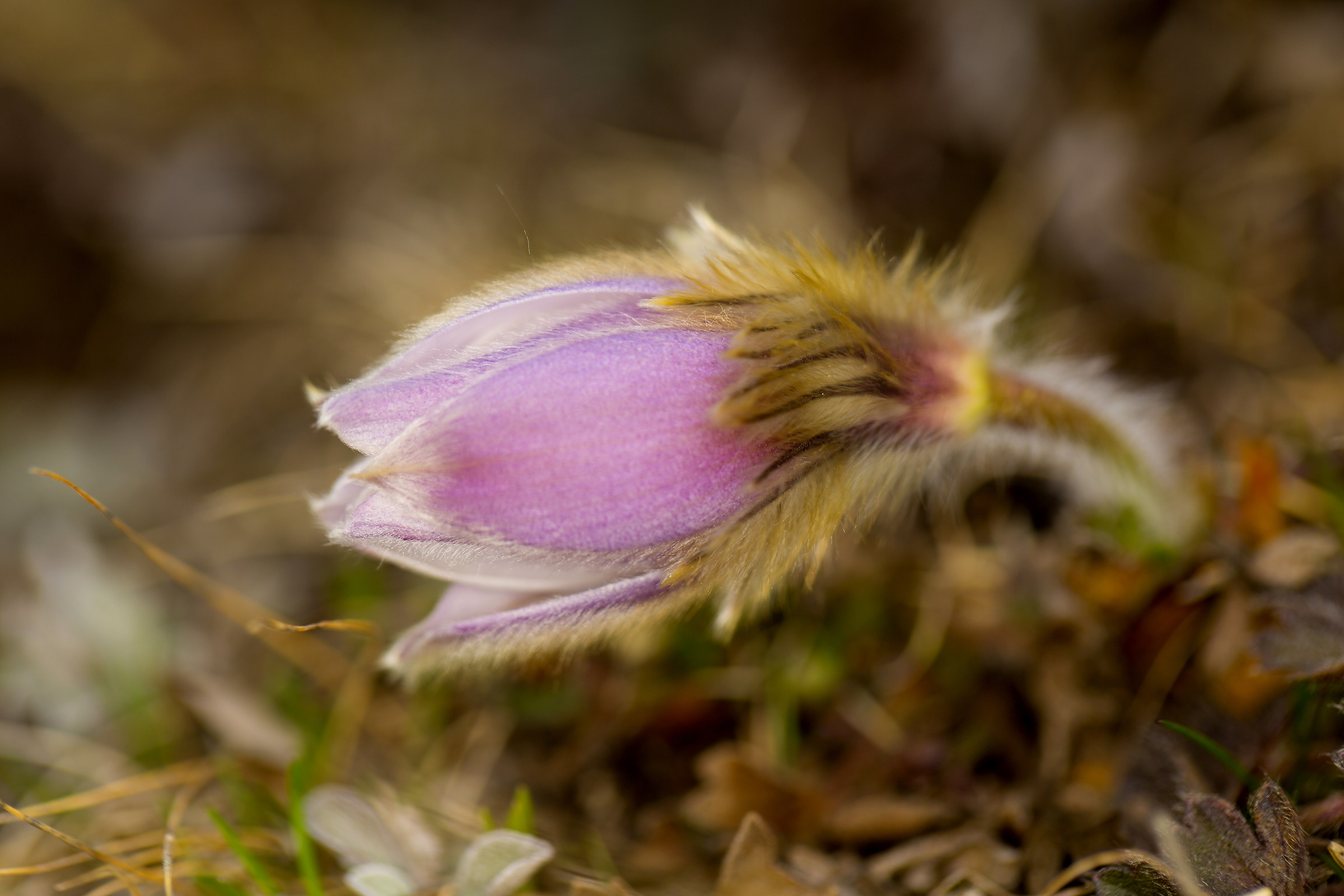 Anemone di primavera sul passo del Lucomagno