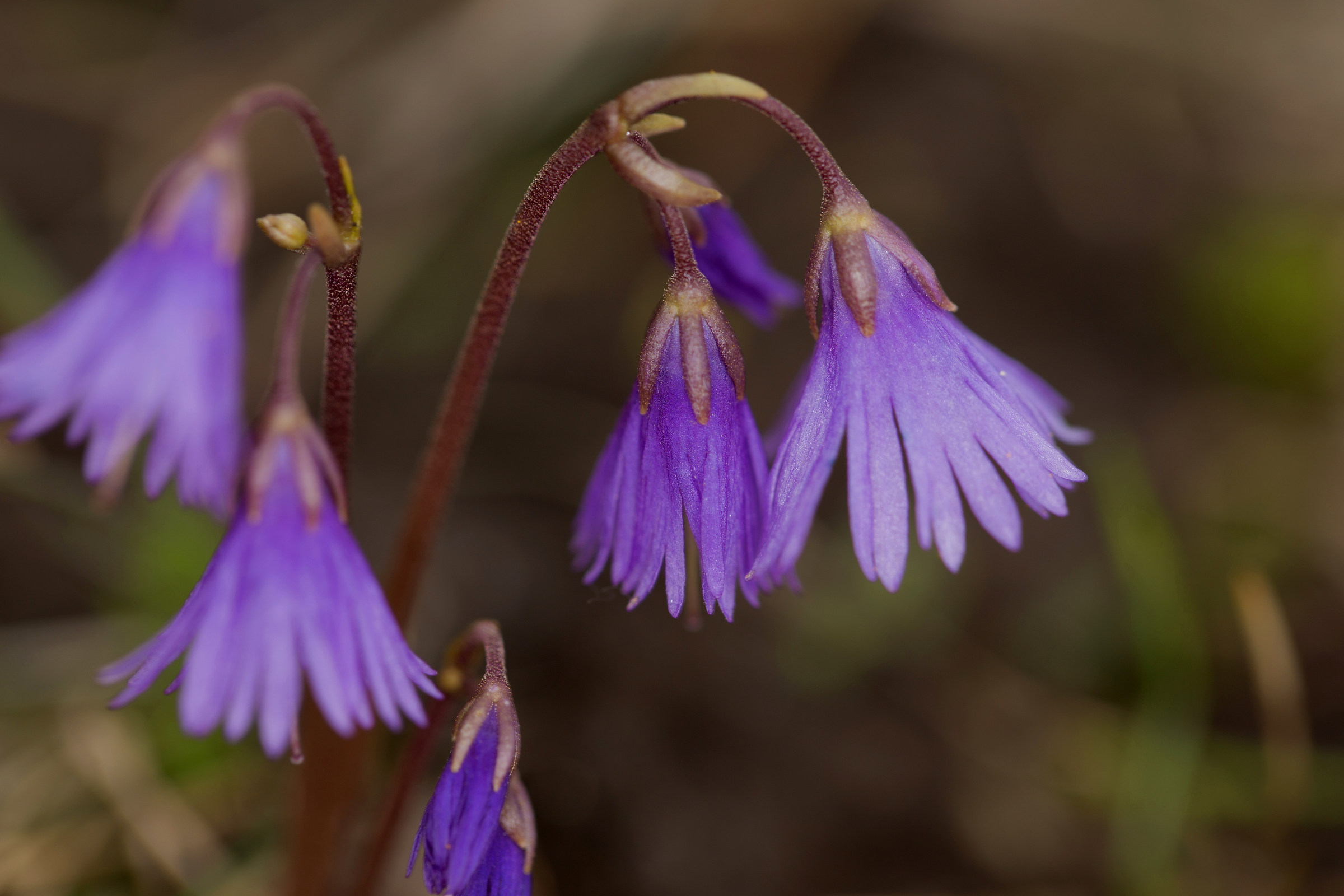 Soldanella montana