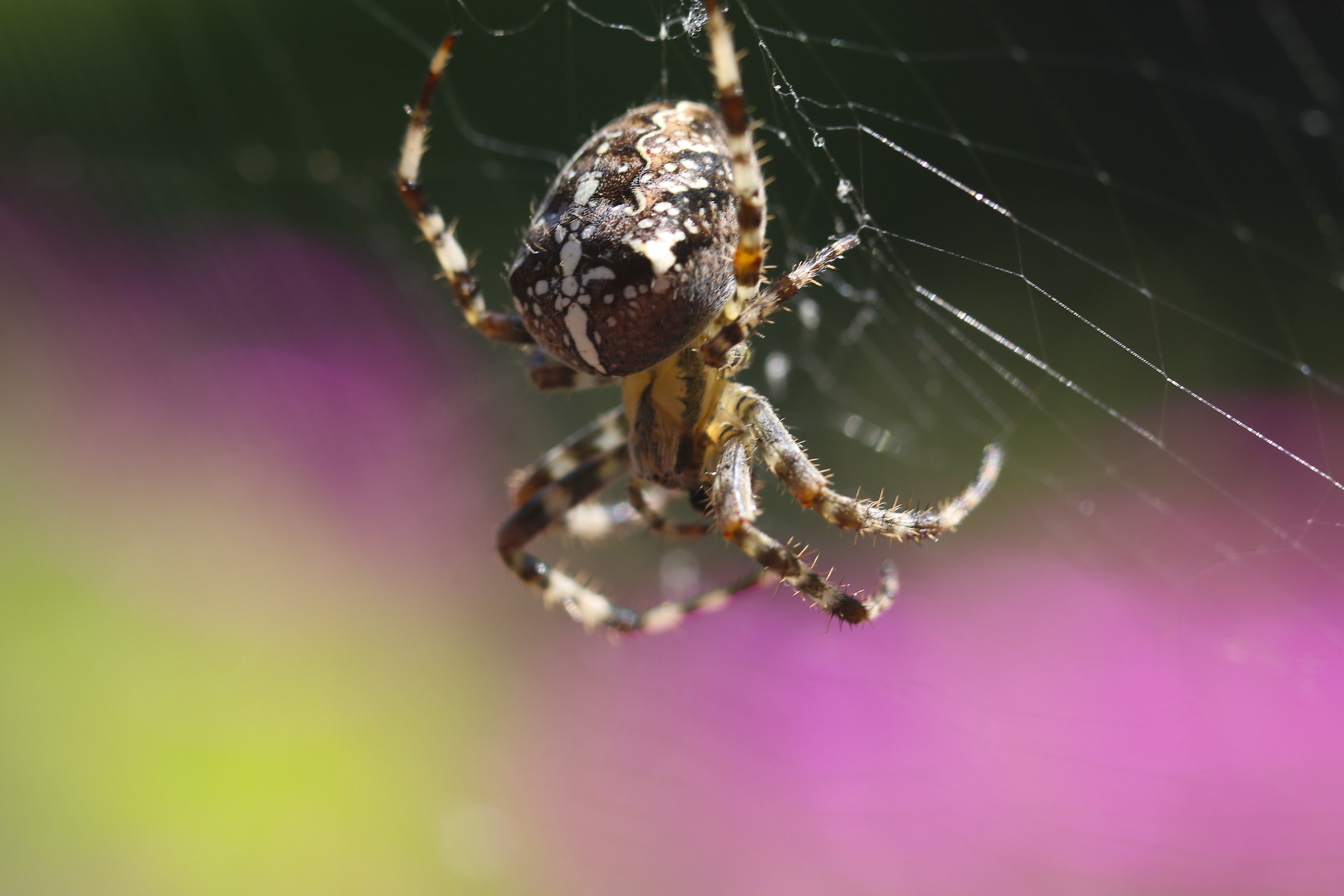 Ragno crociato - araneus diadematus