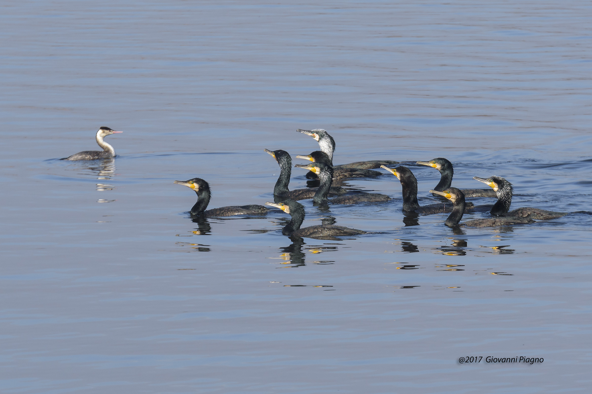 Scusate...mi sono perso