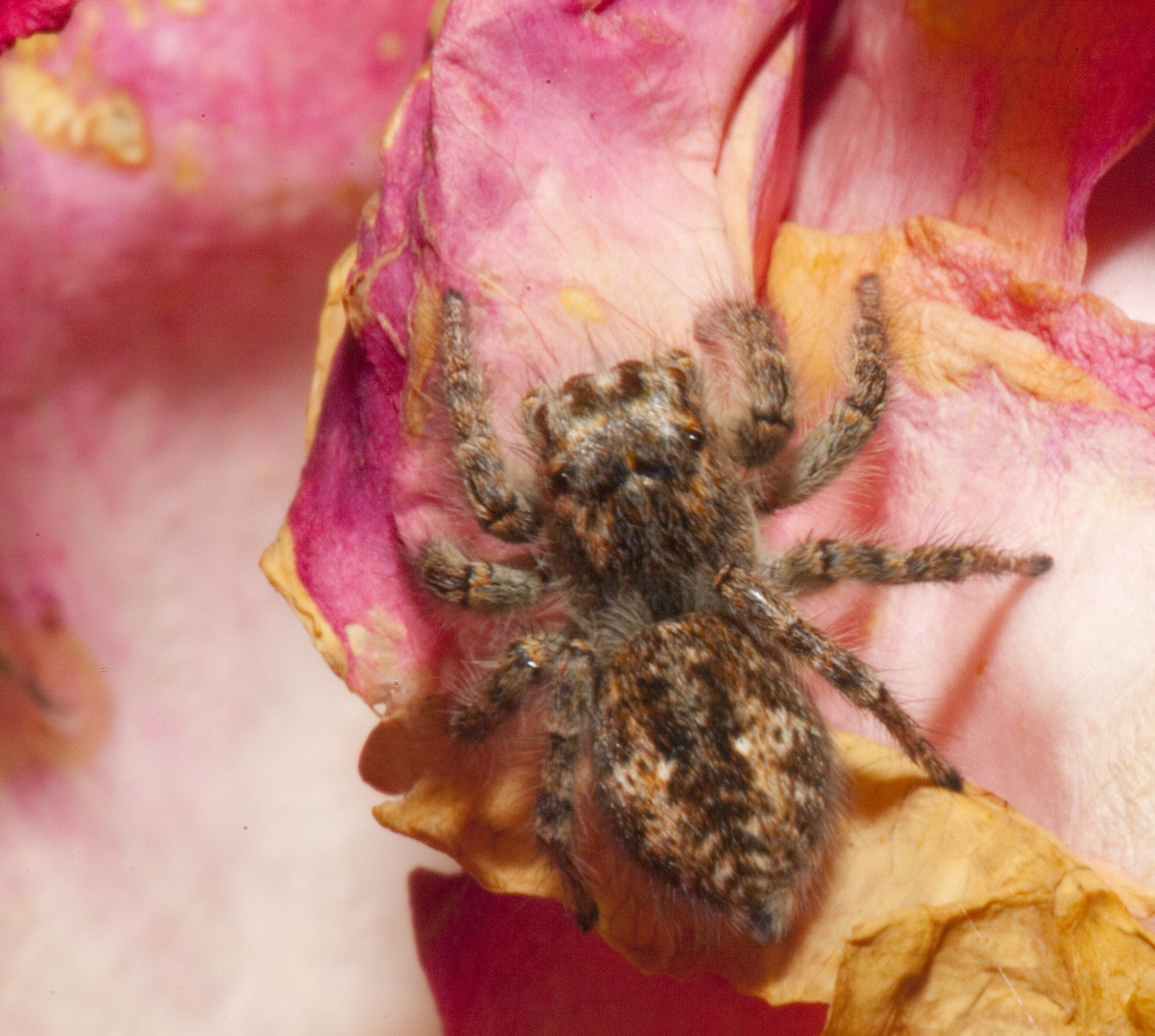 Ragno su rosa appassita