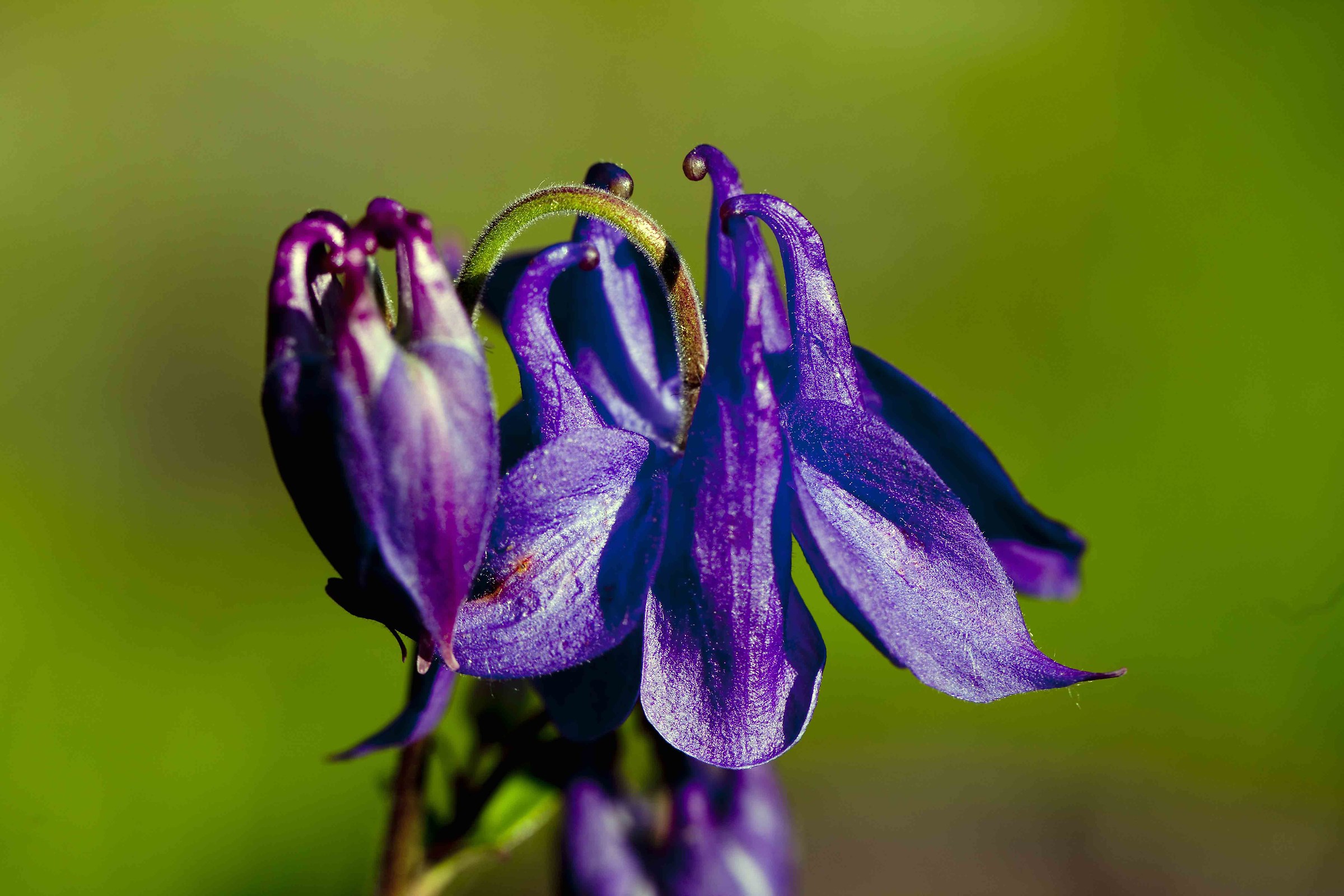 Aquilegia blu