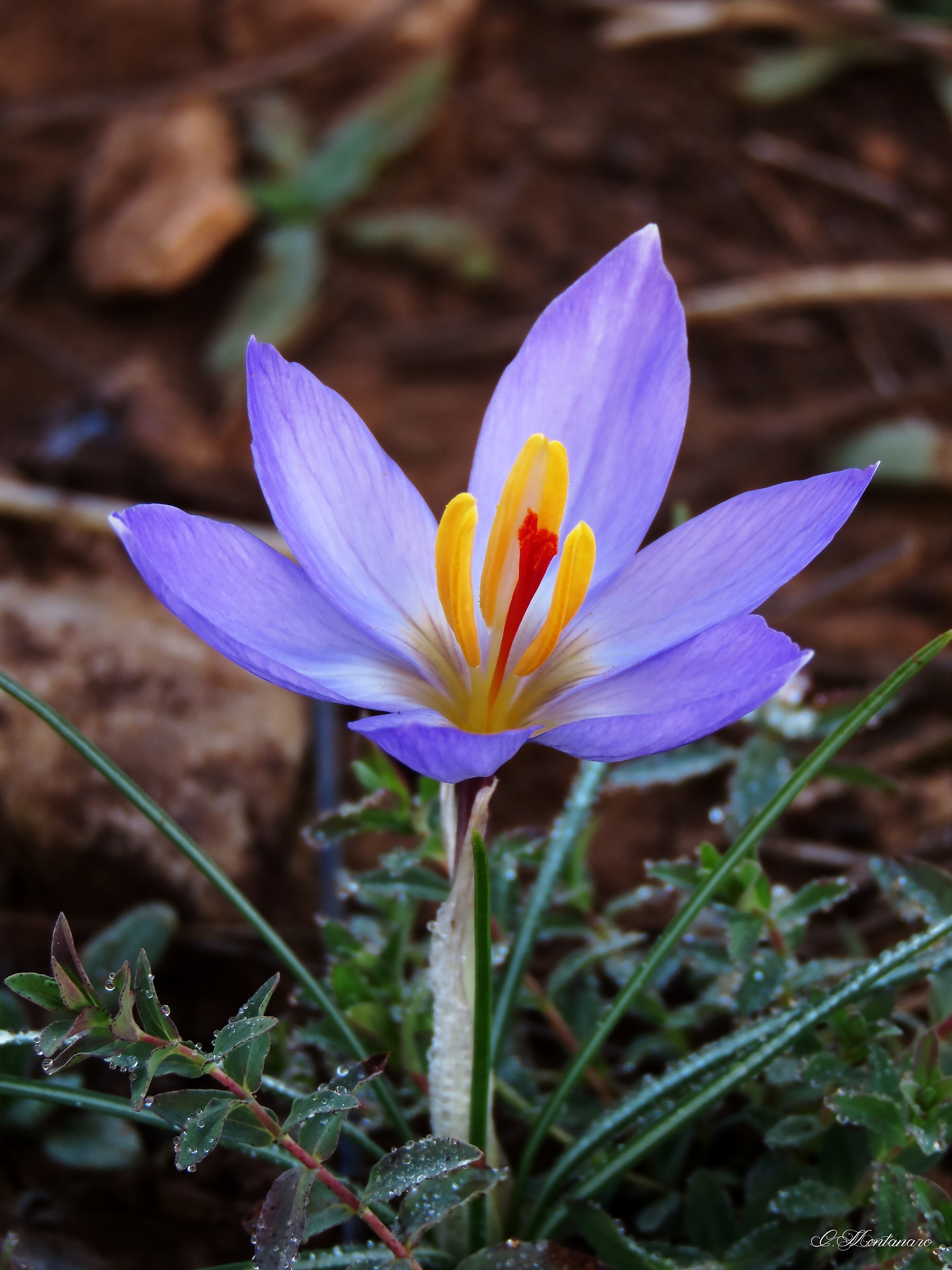 Biflorus crocus or saffron wild