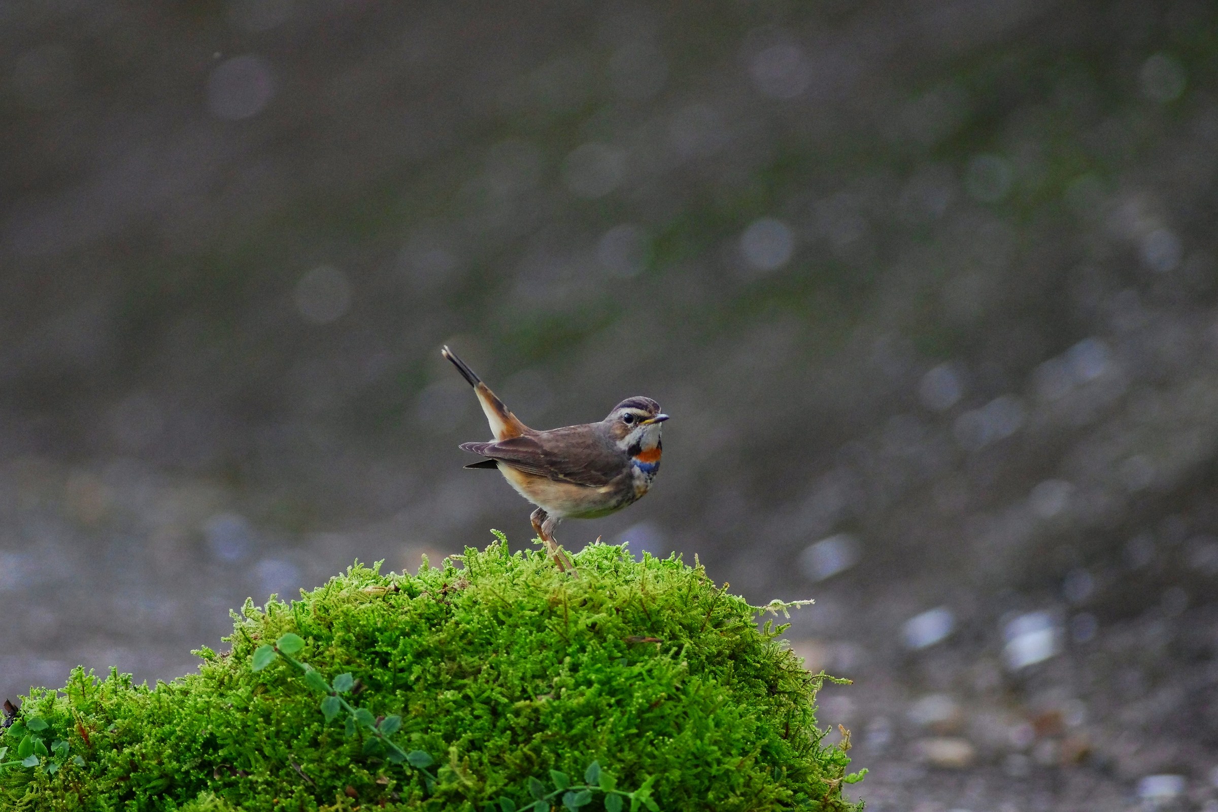 Bluethroat