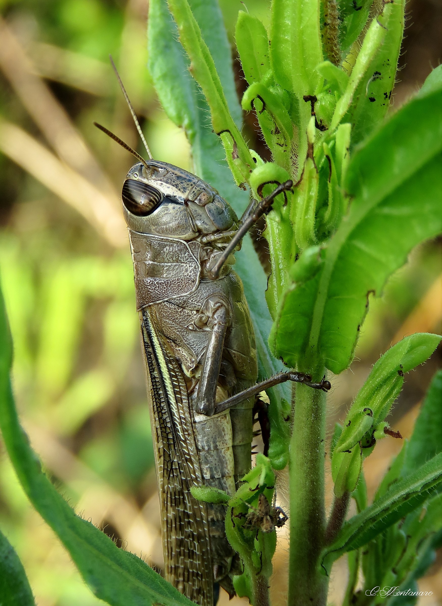 Egyptian locust
