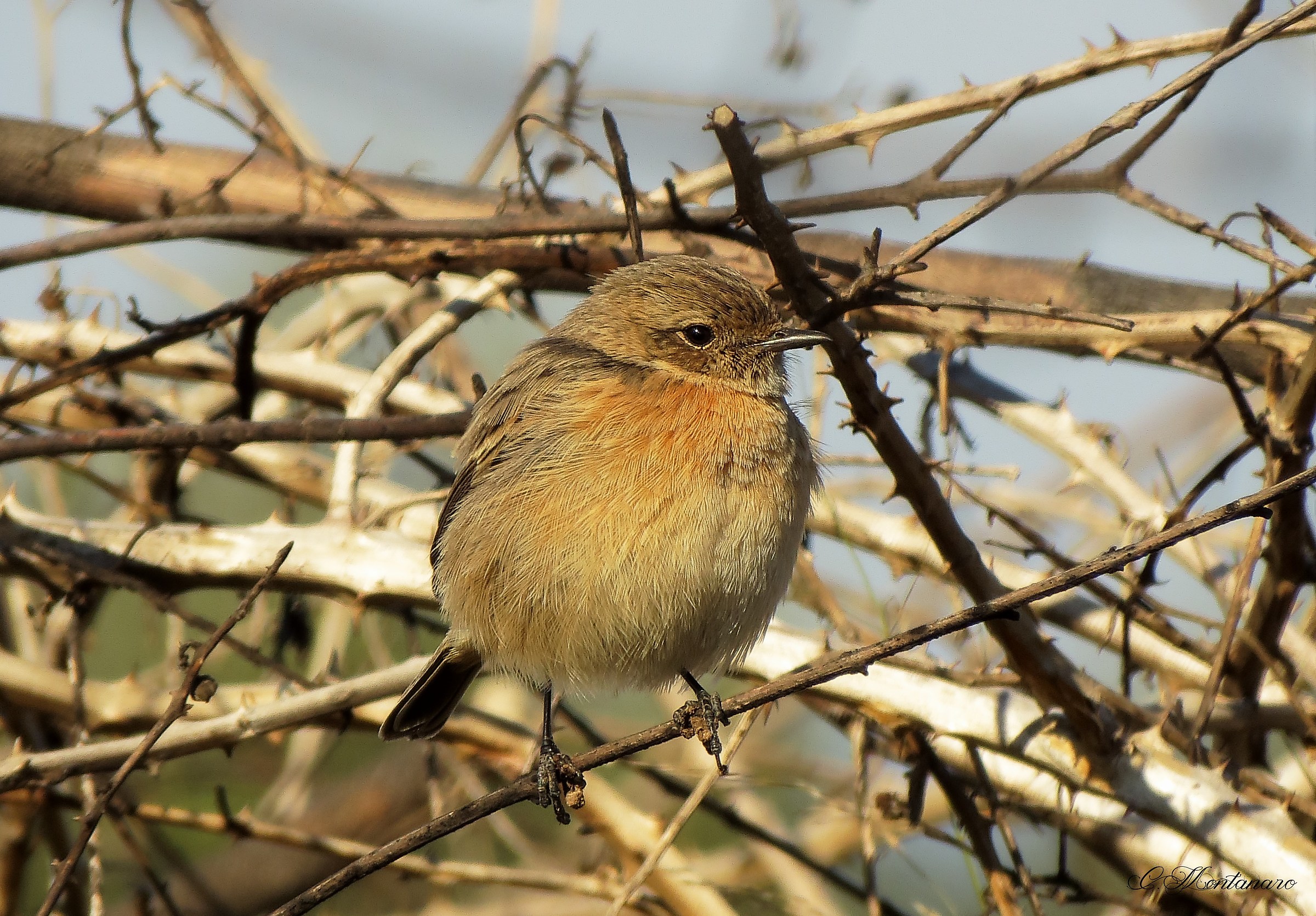 female Stonechat