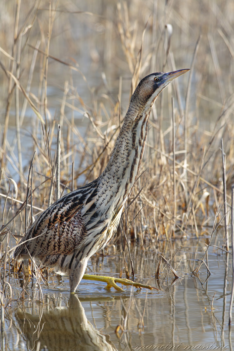 Tarabuso (Botaurus stellaris)