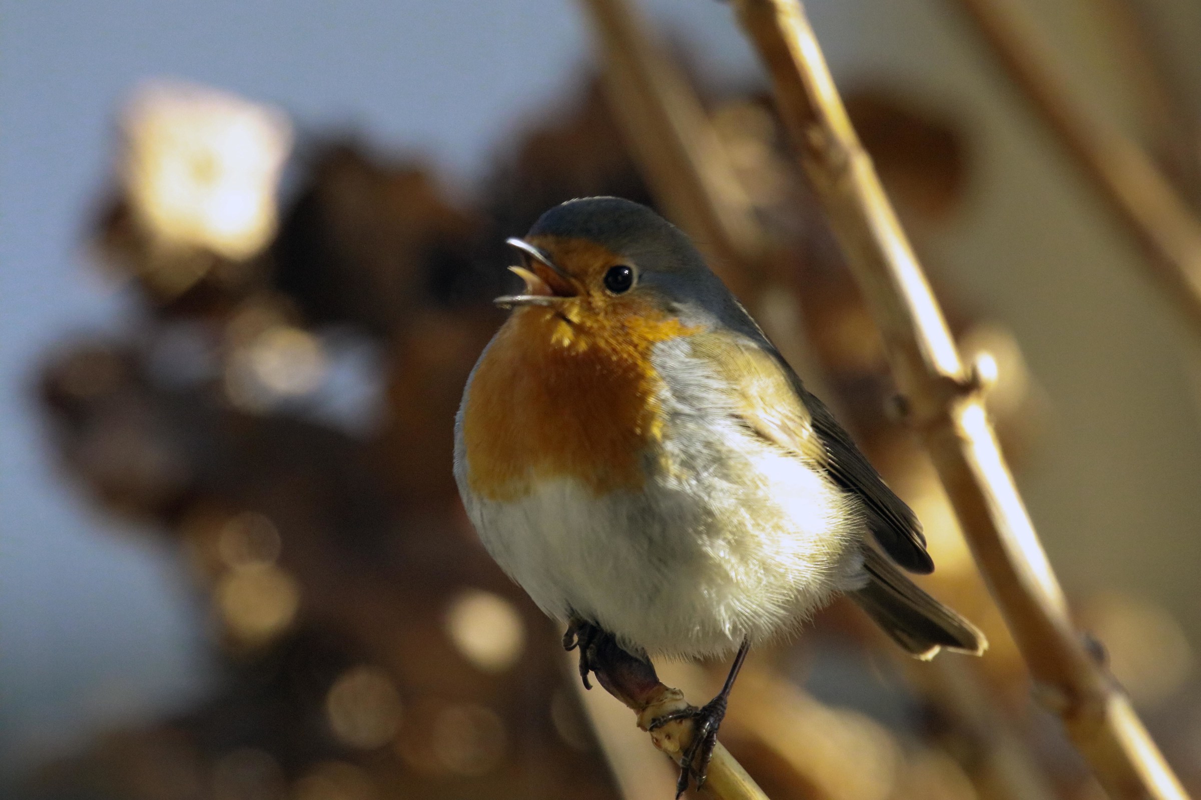 The song of the robin