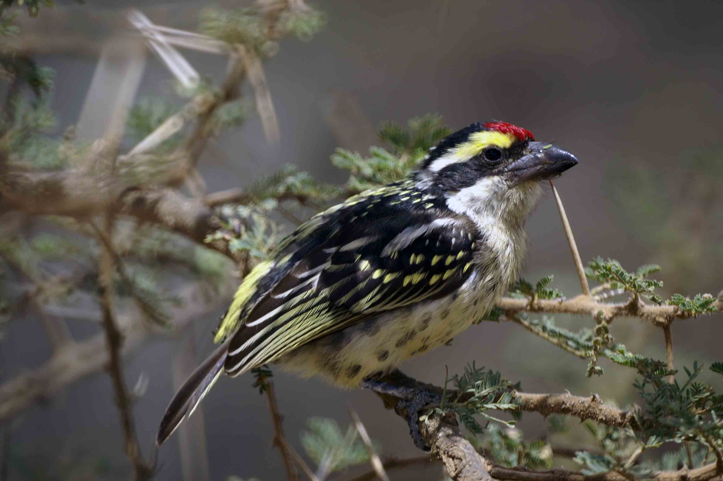 Bird in the Galapagos