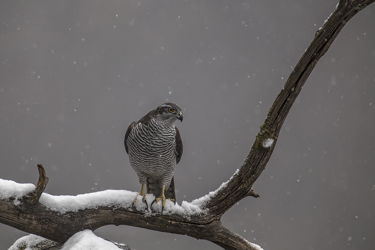the goshawk and the snow