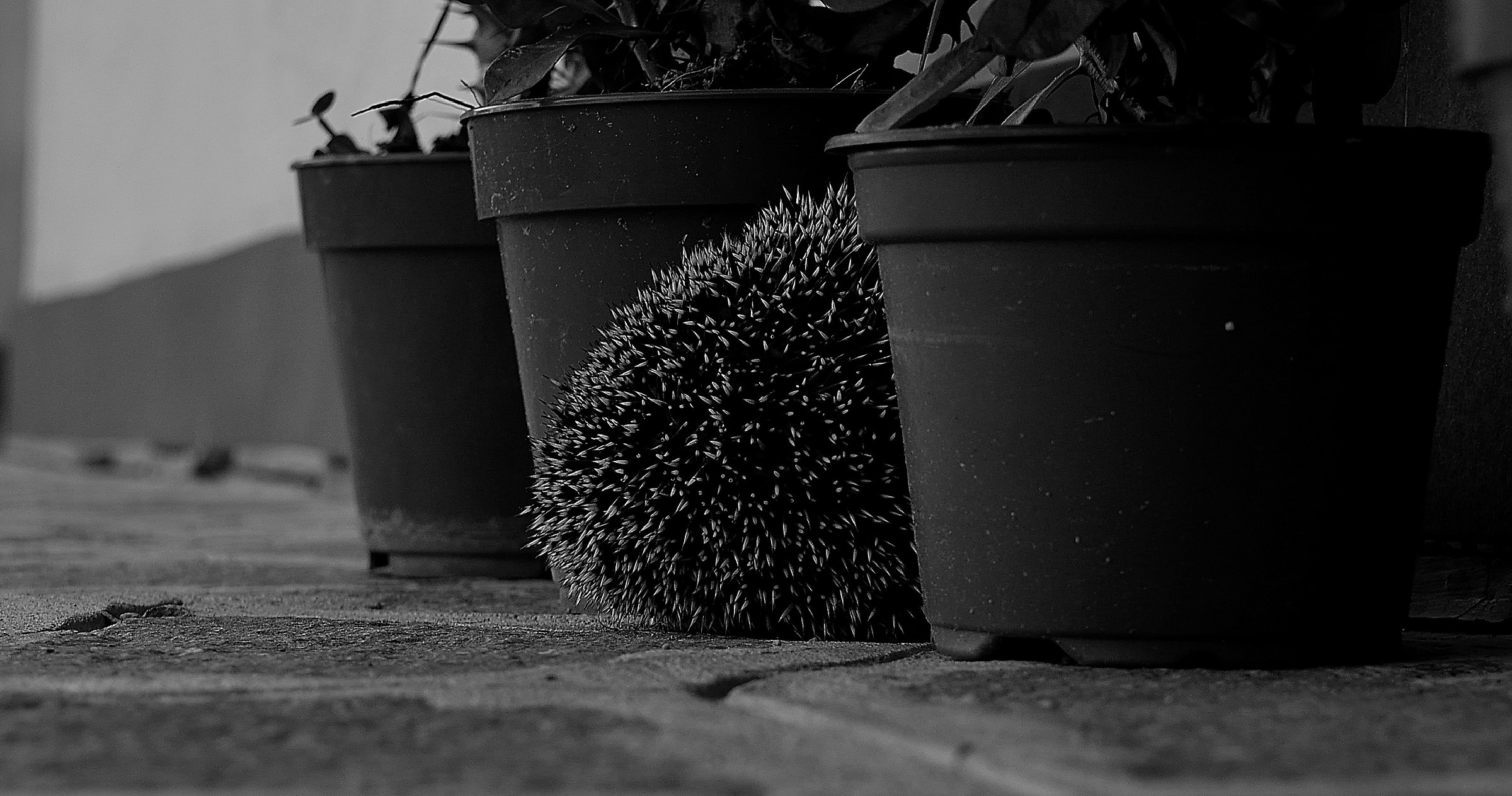 Riposino pomeridiano