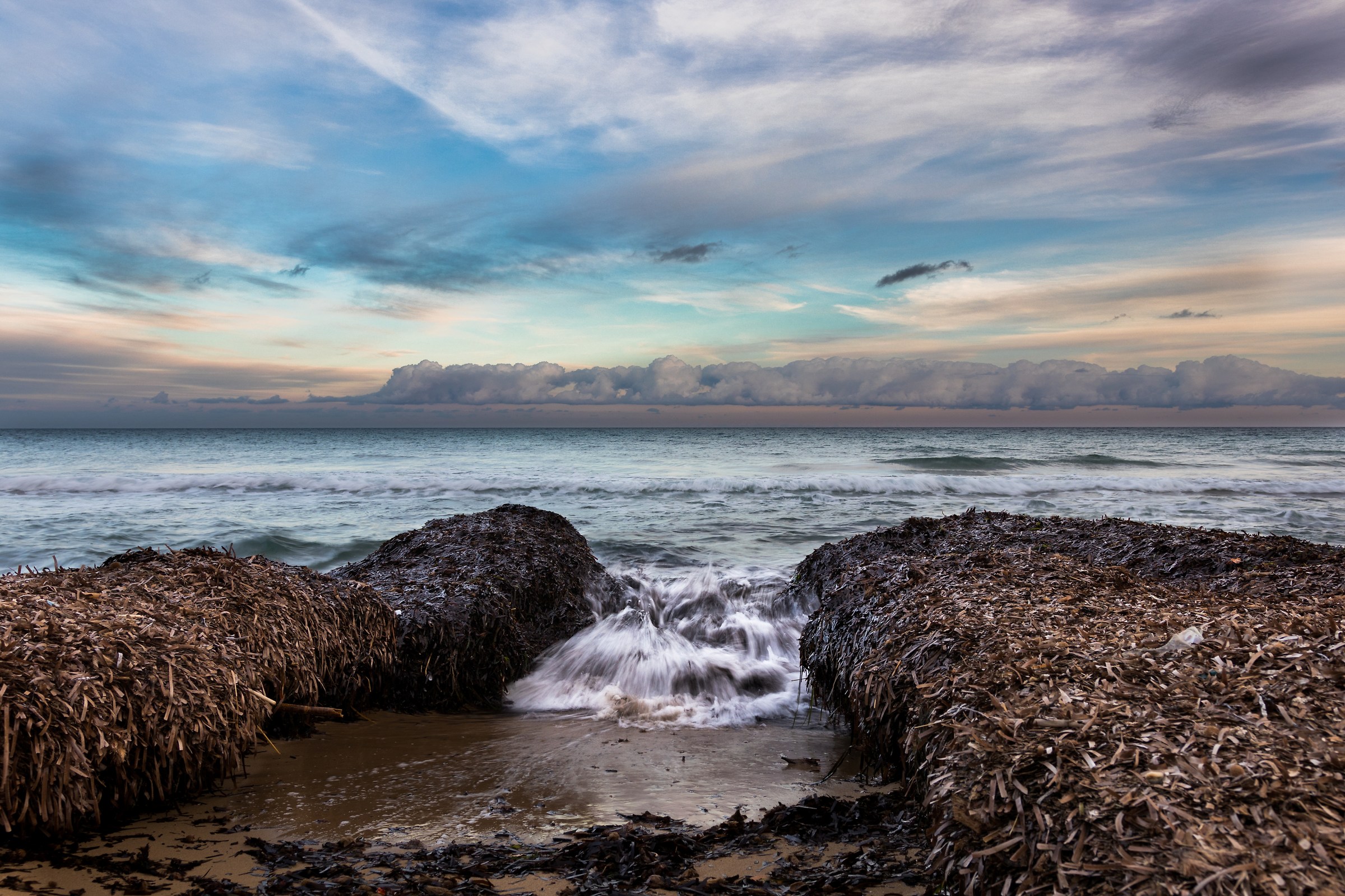 Algae on the shoreline