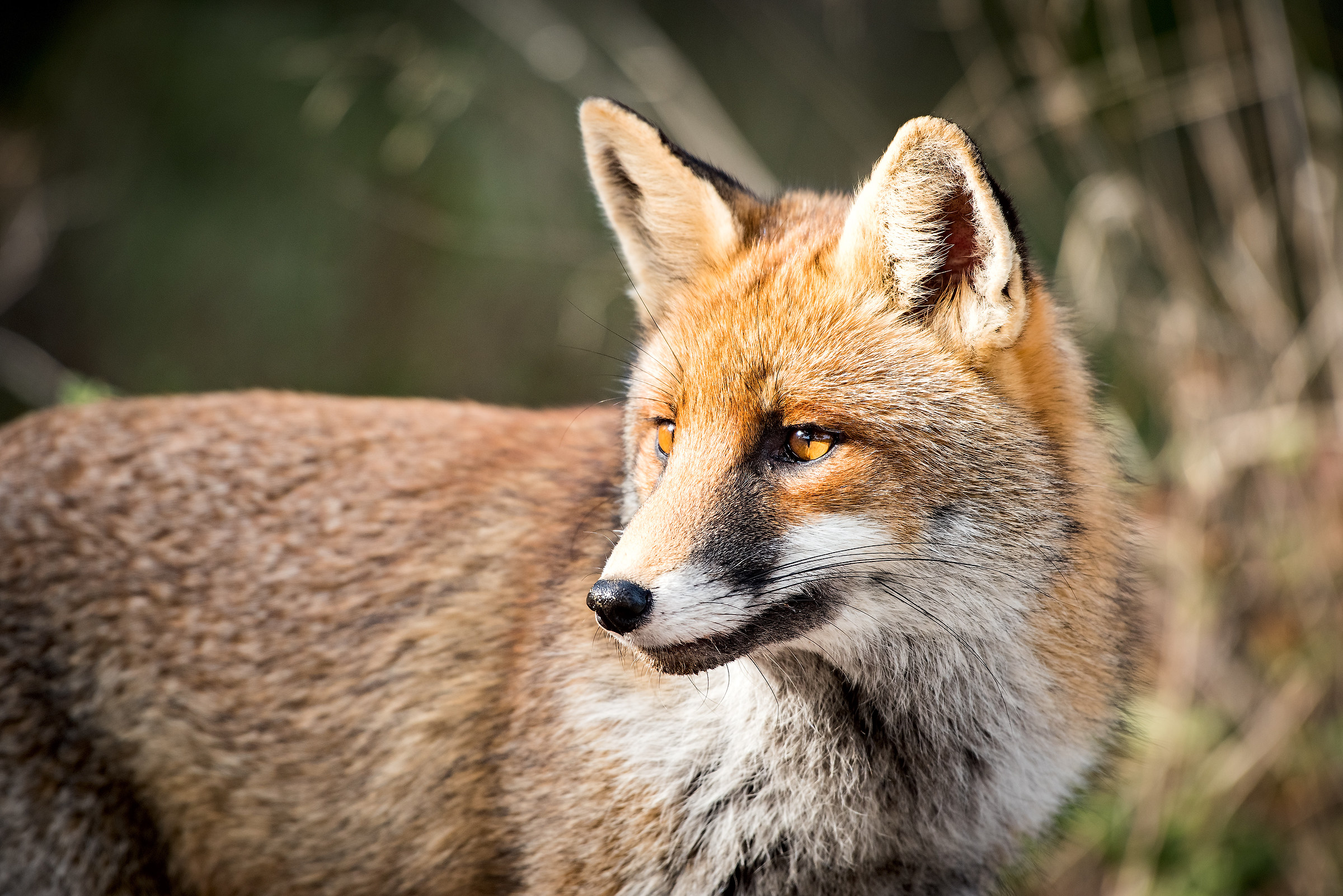 foxy portrait