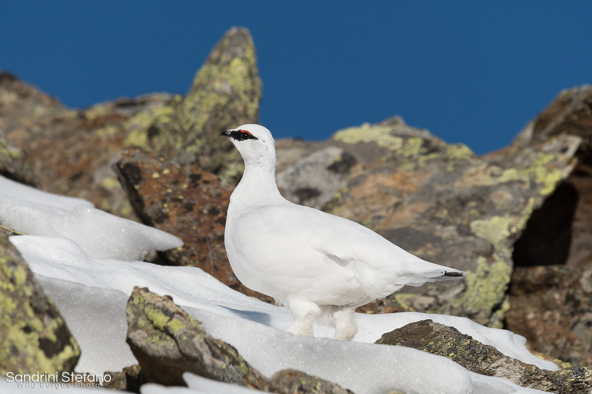 ptarmigan