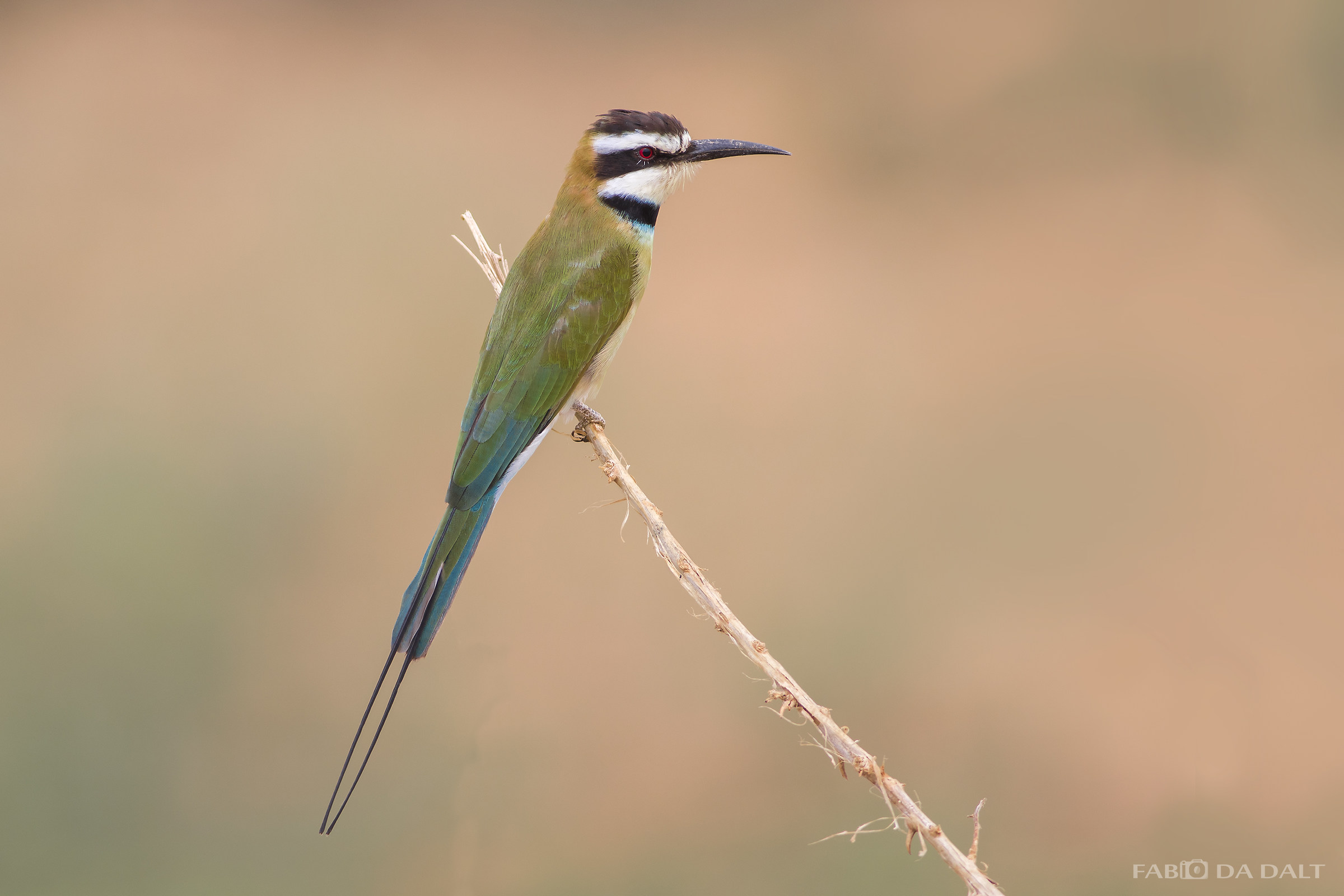 Gruccione Gola Bianca