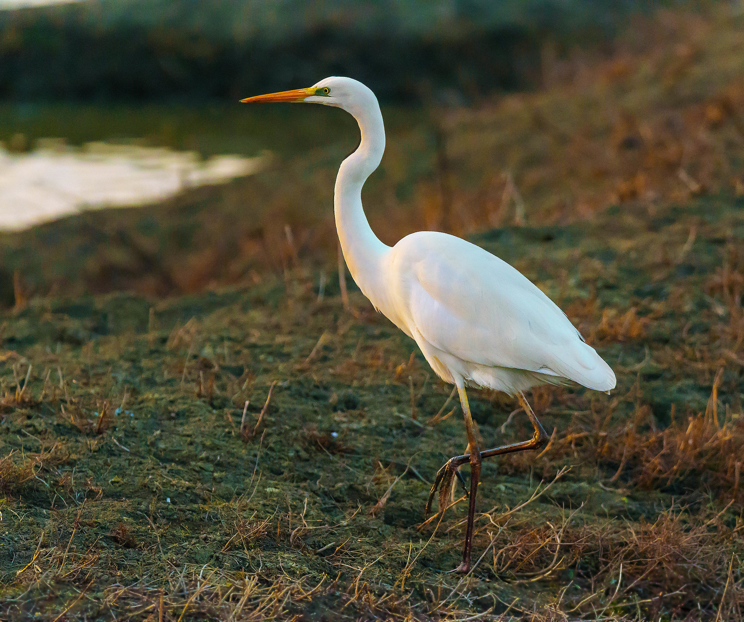 Airone bianco in posa al tramonto