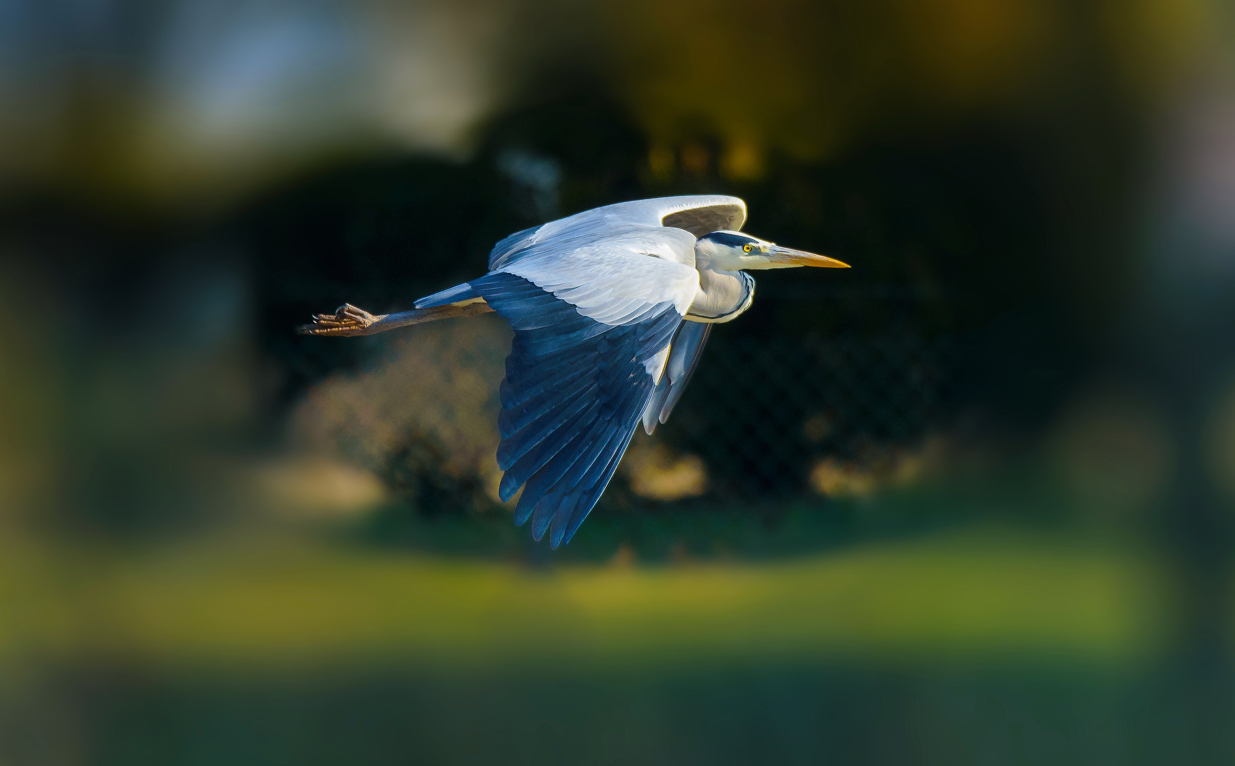 Airone in volo radente