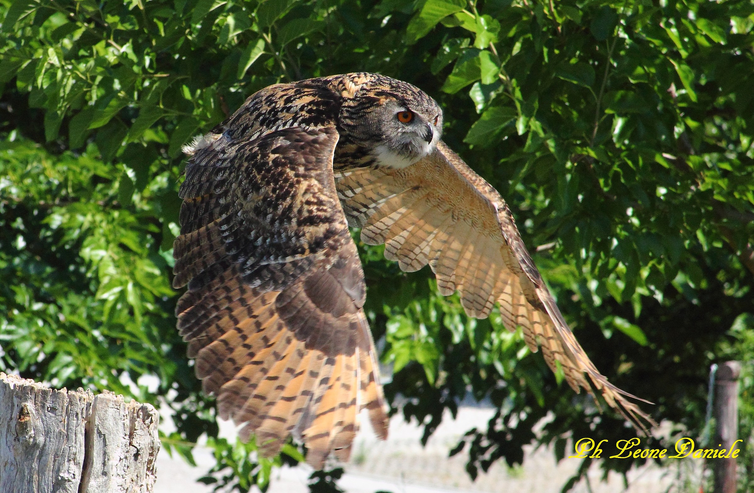 eagle owl ... overseas riccione park