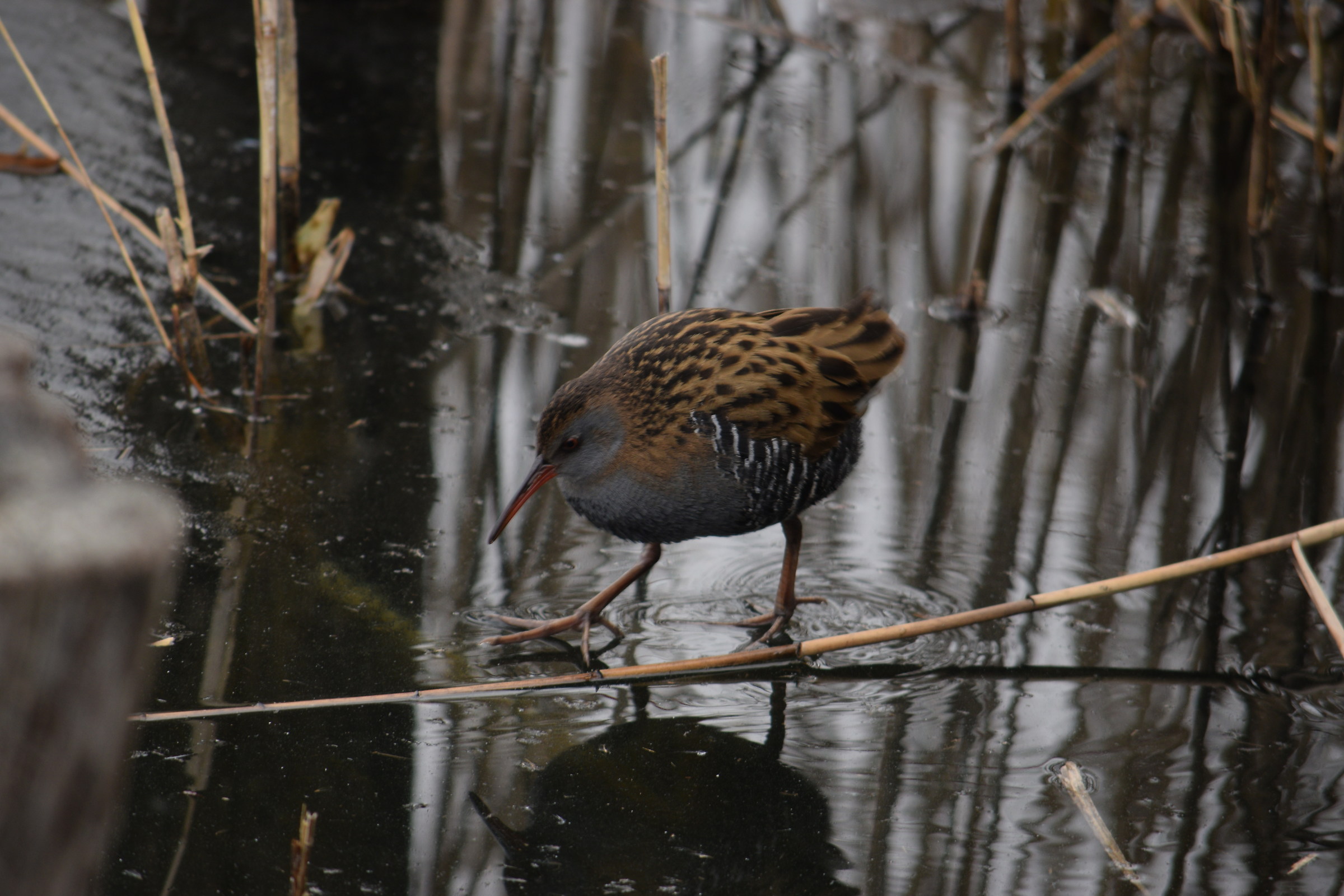 Water Rail on ice