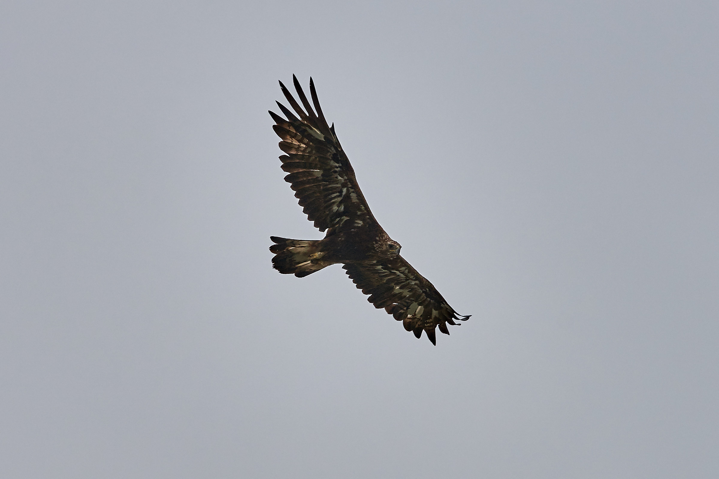 Golden Eagle