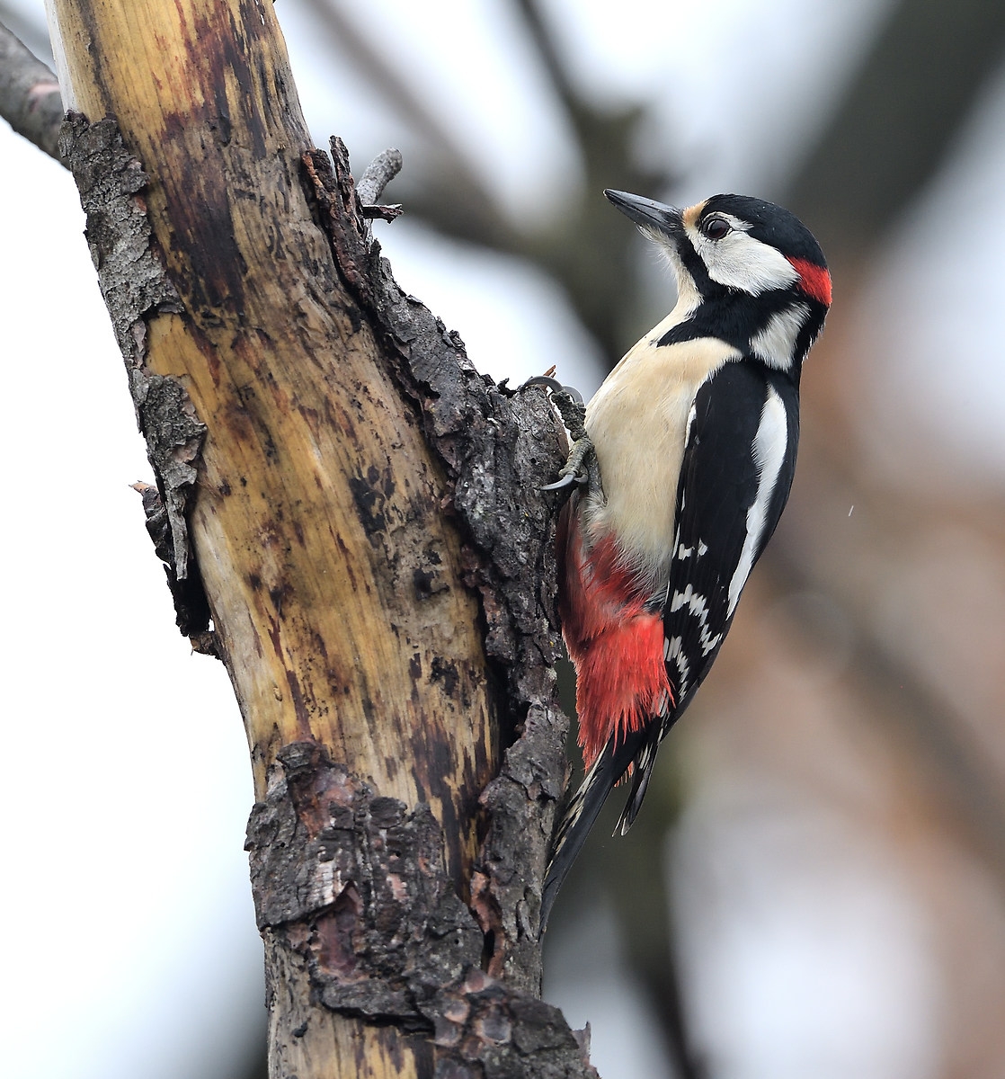 woodpecker May m.