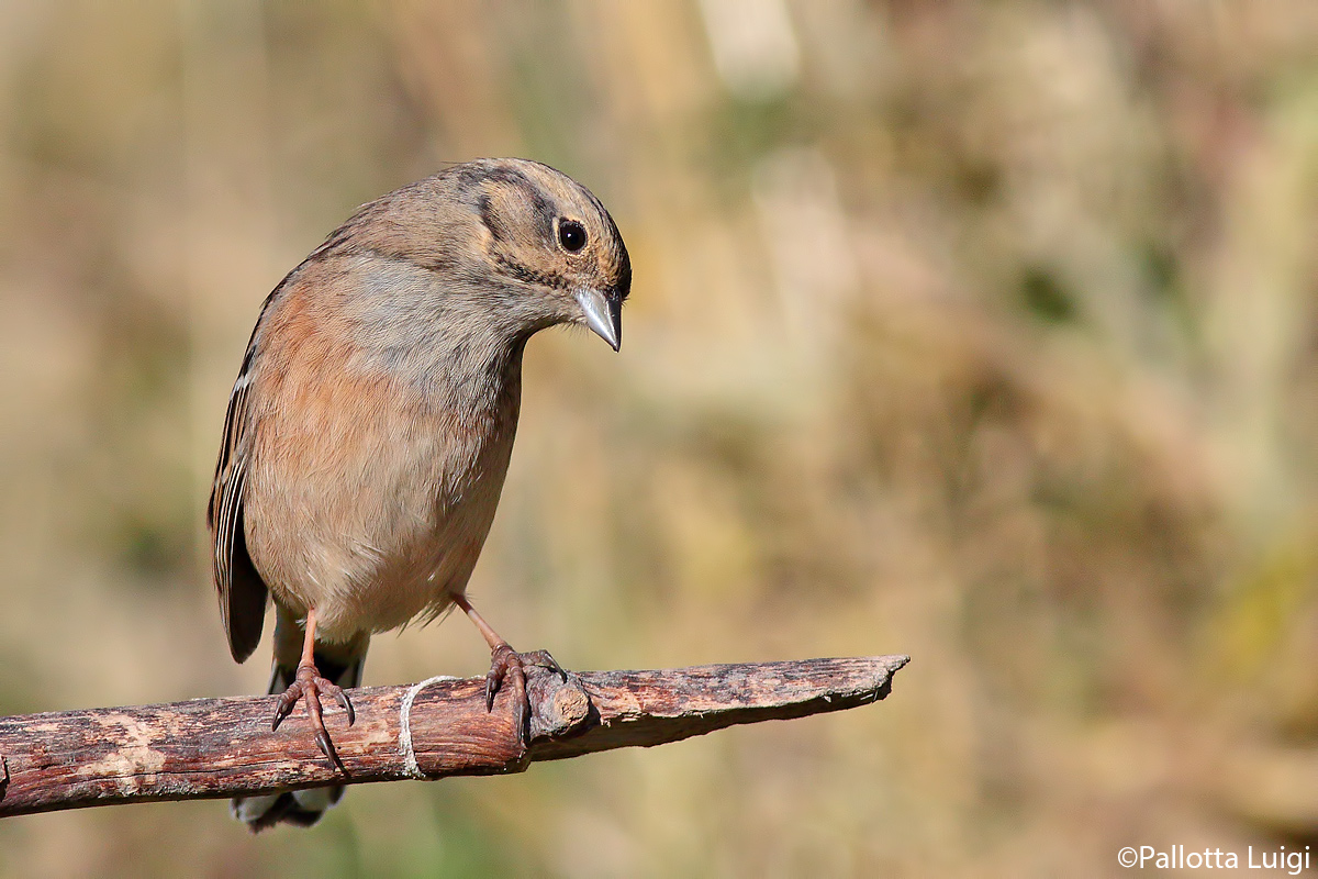 Rock Bunting (Emberiza cia)