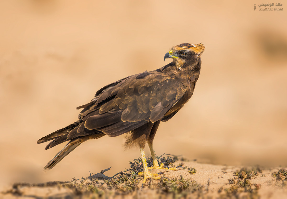 Western Marsh Harrier