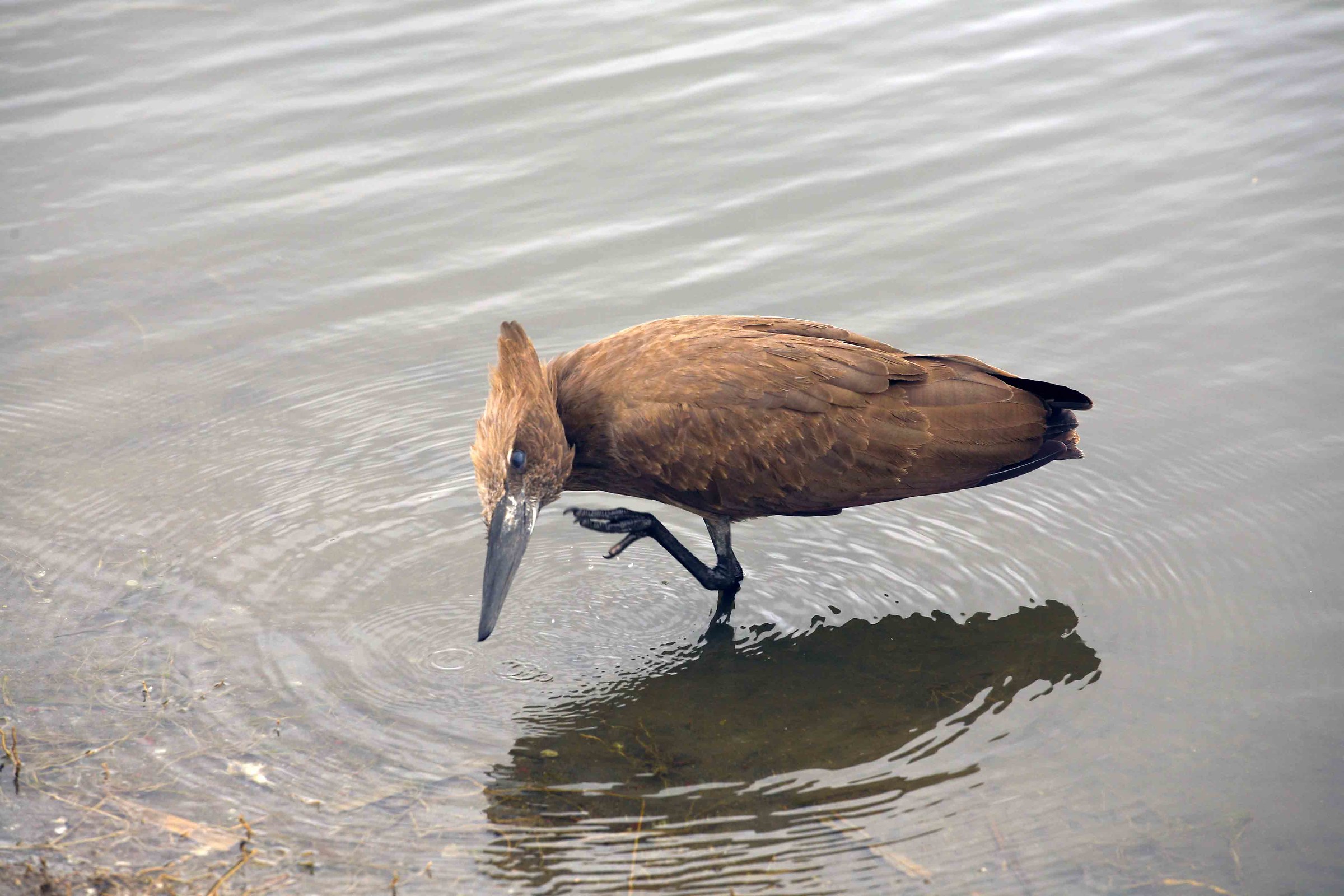 Hamerkop - Uganda