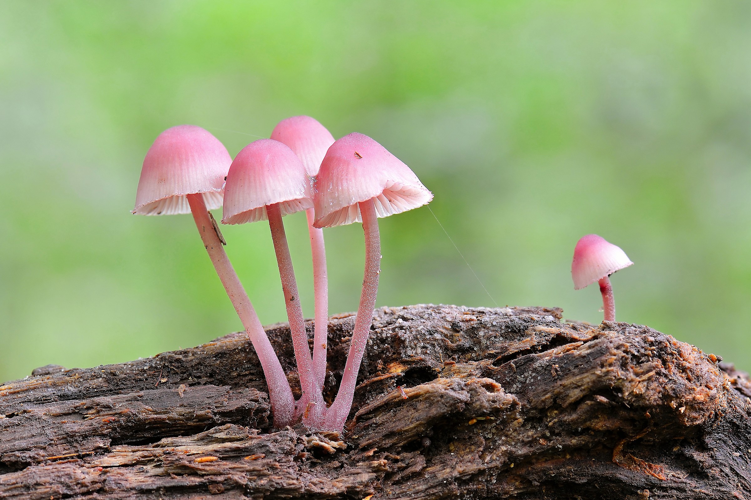 Mycena haematopus ... the outcast