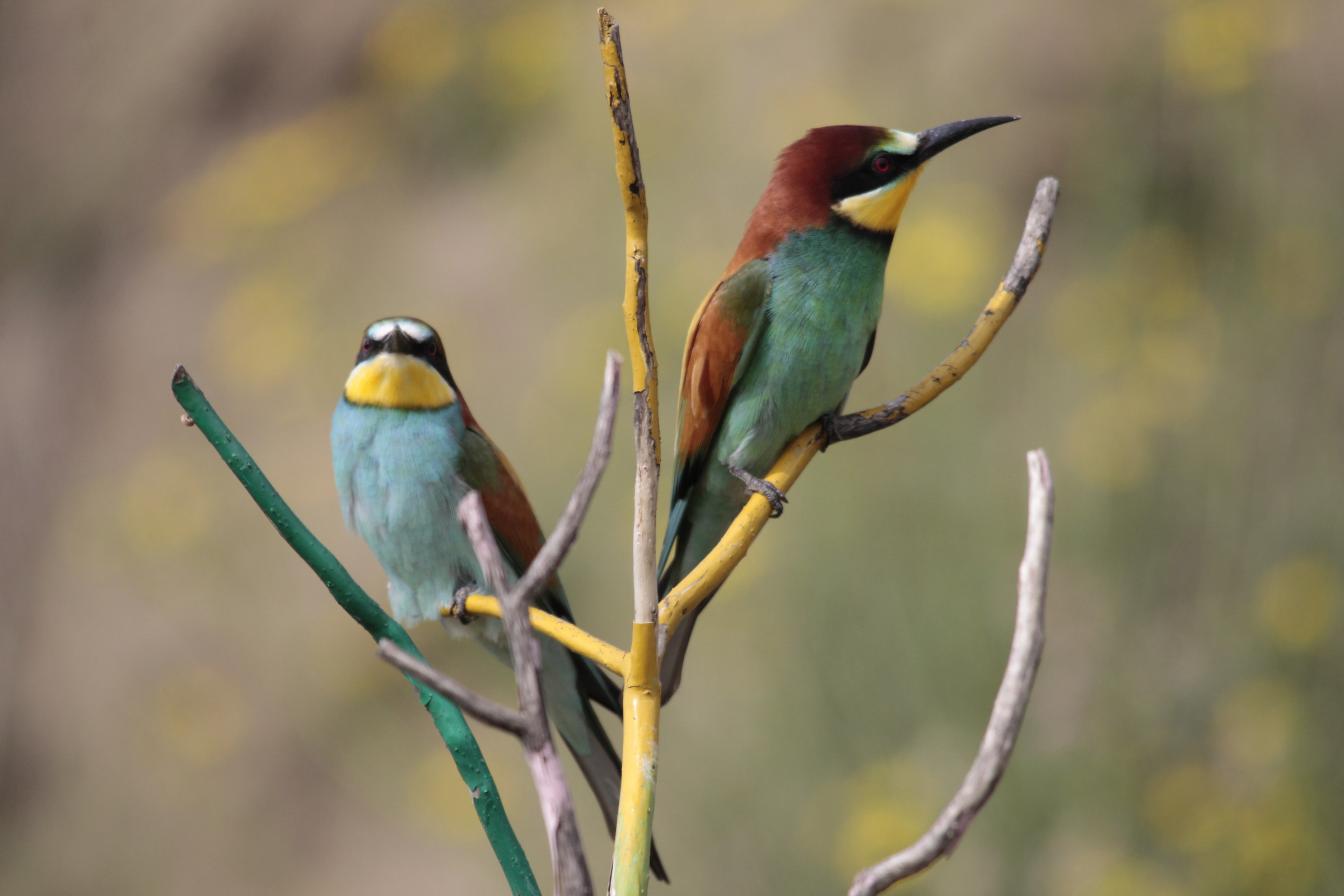 bee-eaters