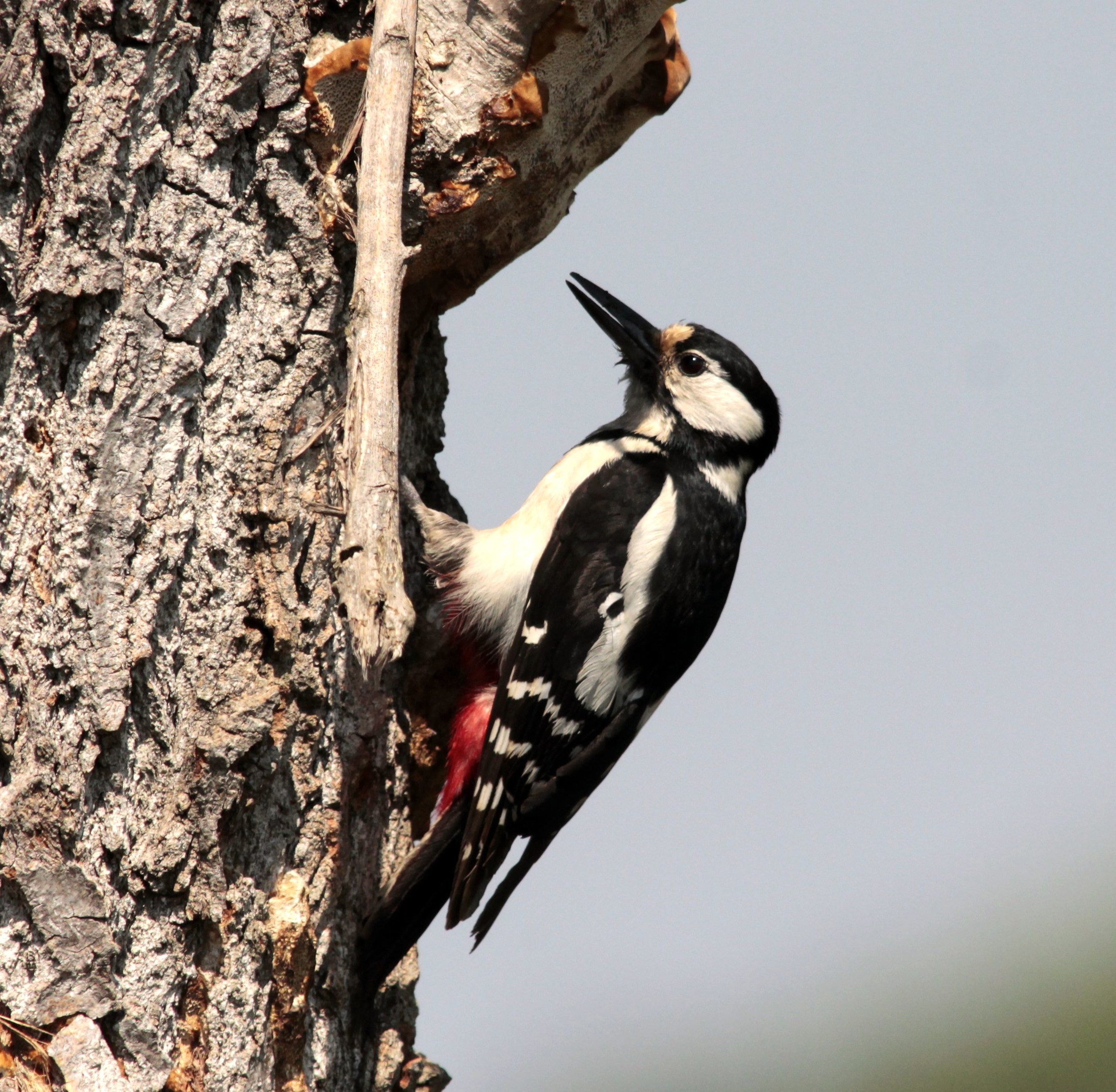 woodpecker