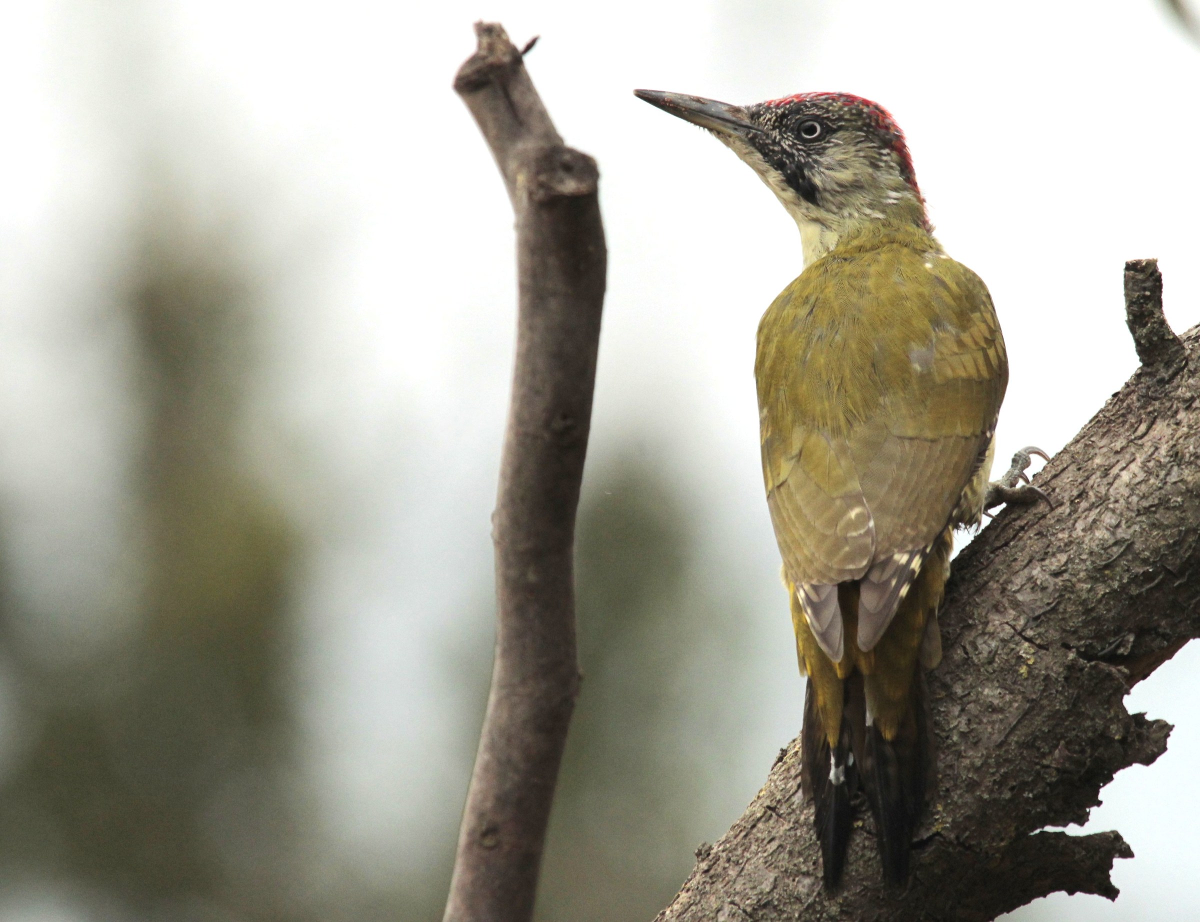 green woodpecker