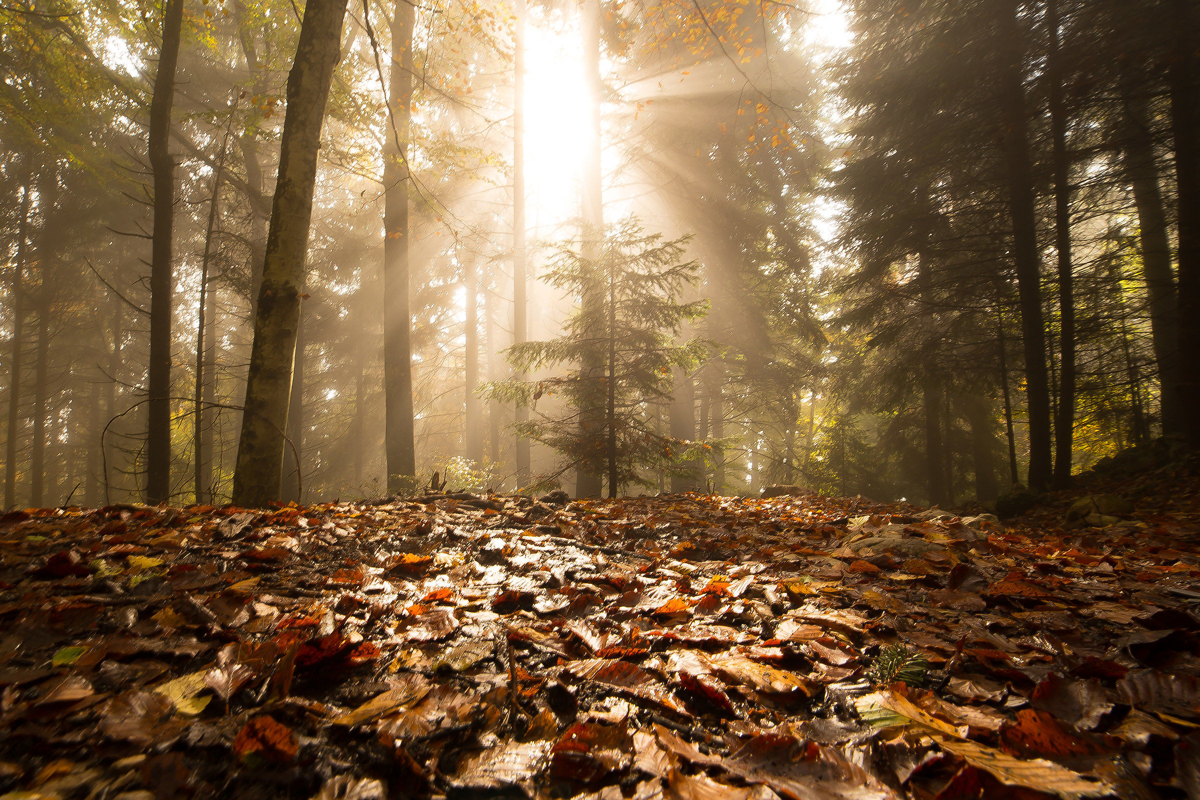 Do you remember the fall?