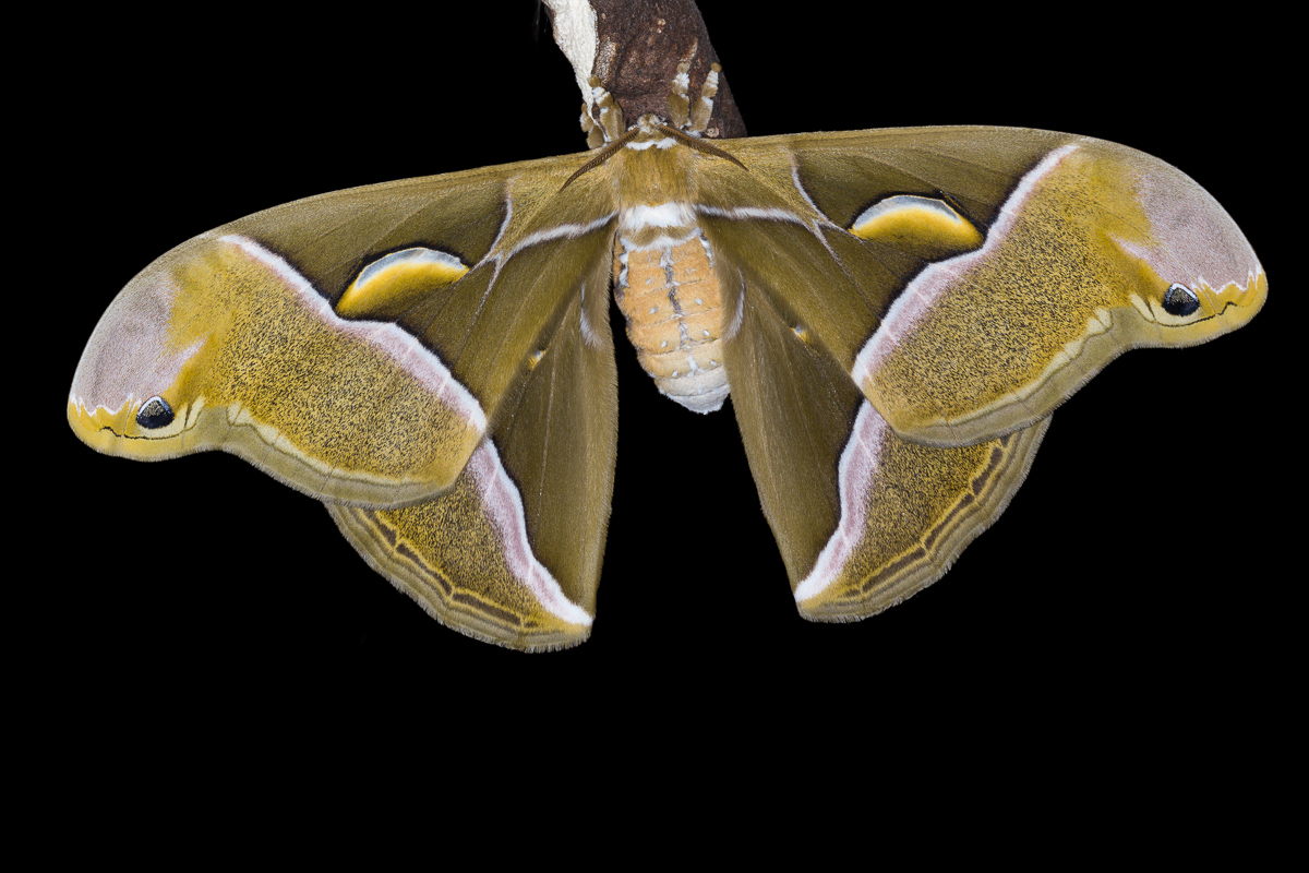 Dell'ailanto moth (Samia cynthia)